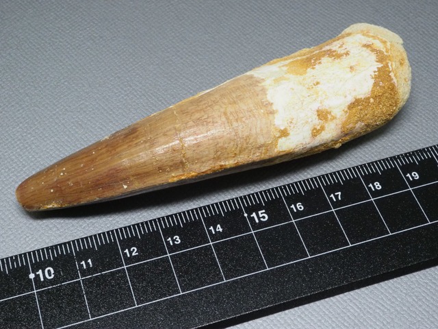 スピノサウルスの歯【Spinosaurus aegyptiacus】【104 mm】【51 g】モロッコ王国産/化石/牙