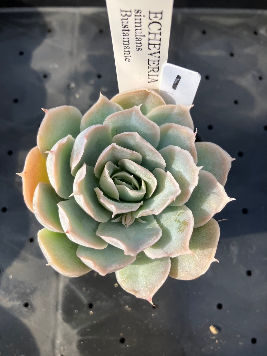 現物商品】simulans Bustamante ① | 多肉植物研究所