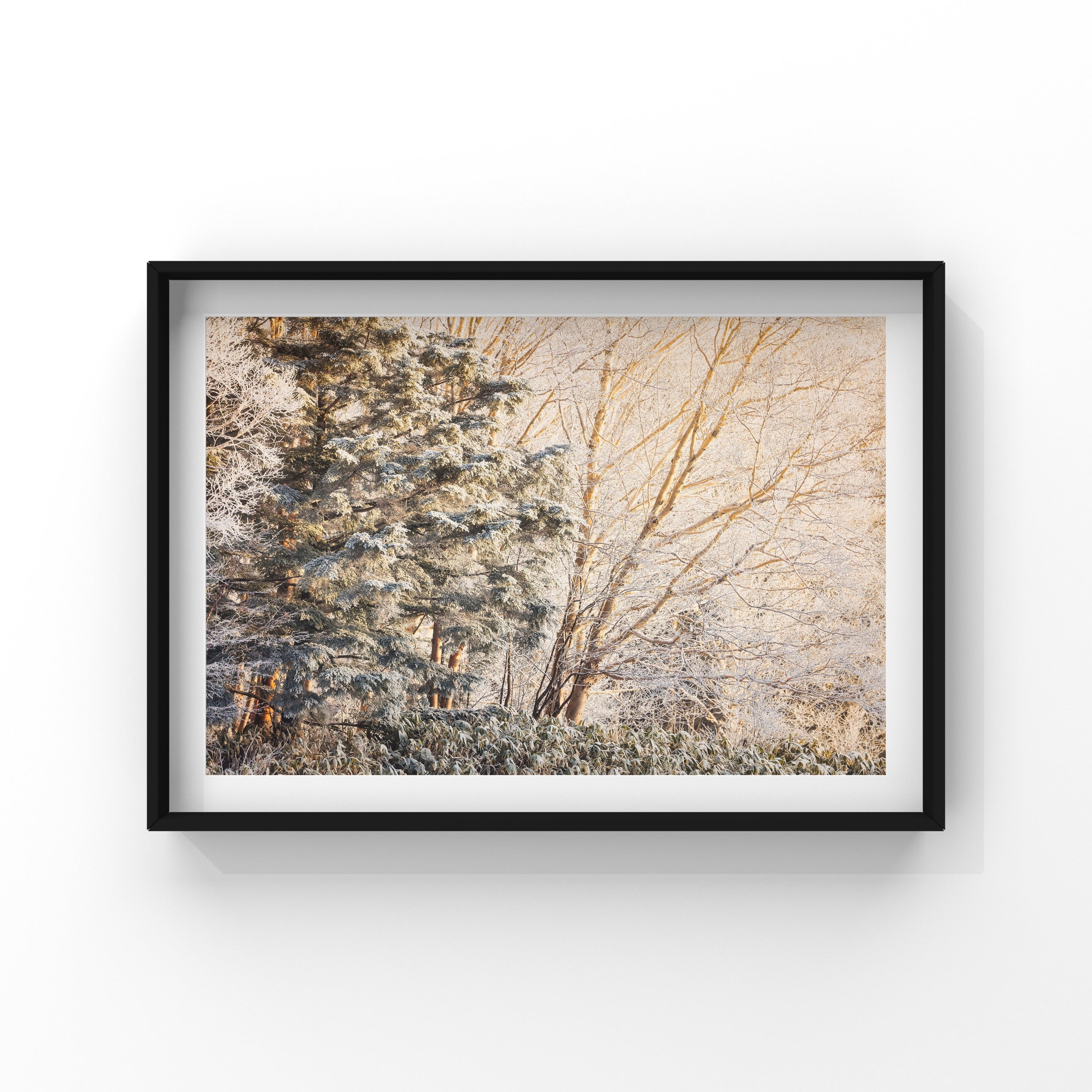 F8 絵画「乗鞍高原」 乗鞍高原 F8 譲渡済 - ある画家と風景と猫