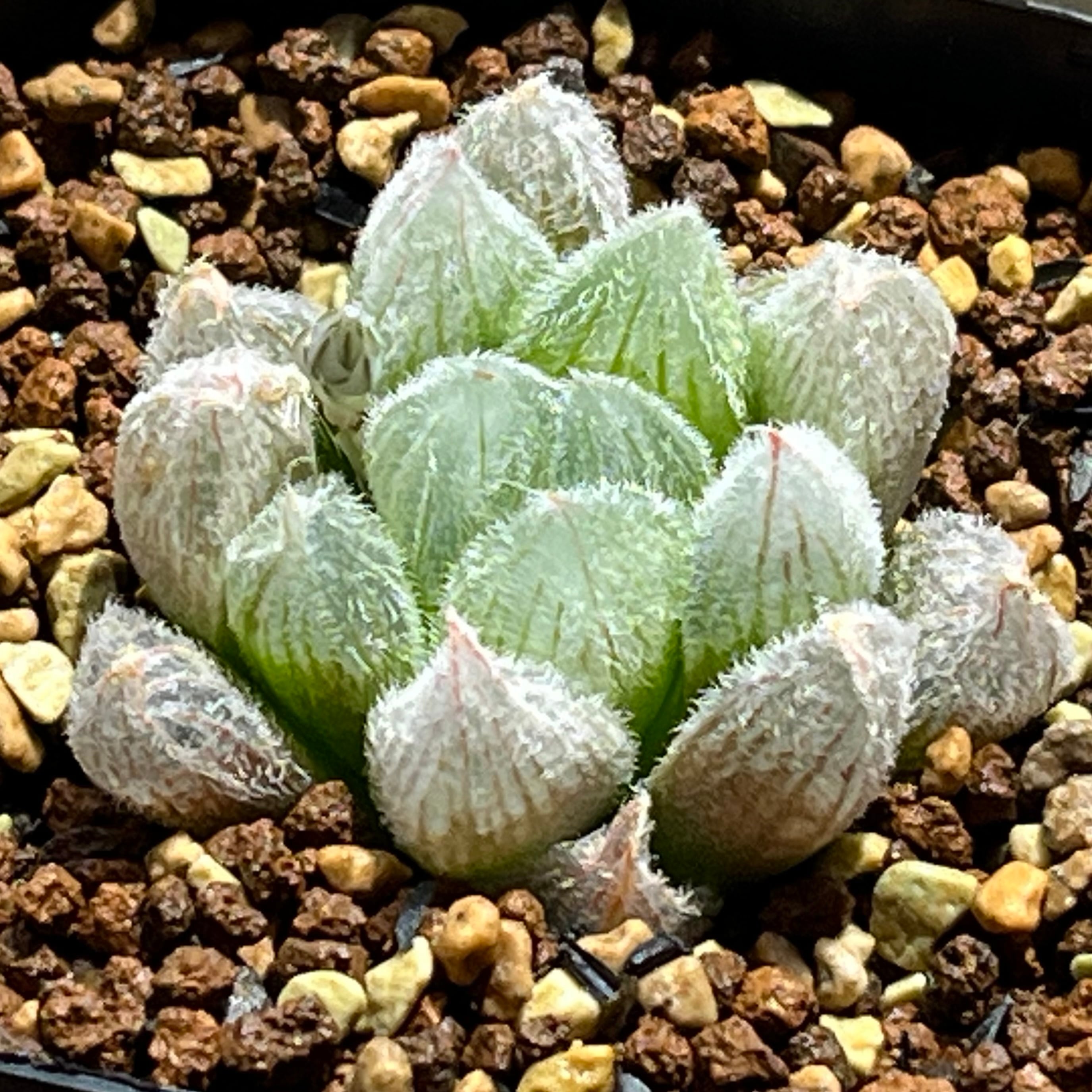ハオルチア 九尾狐 | mocono_plants