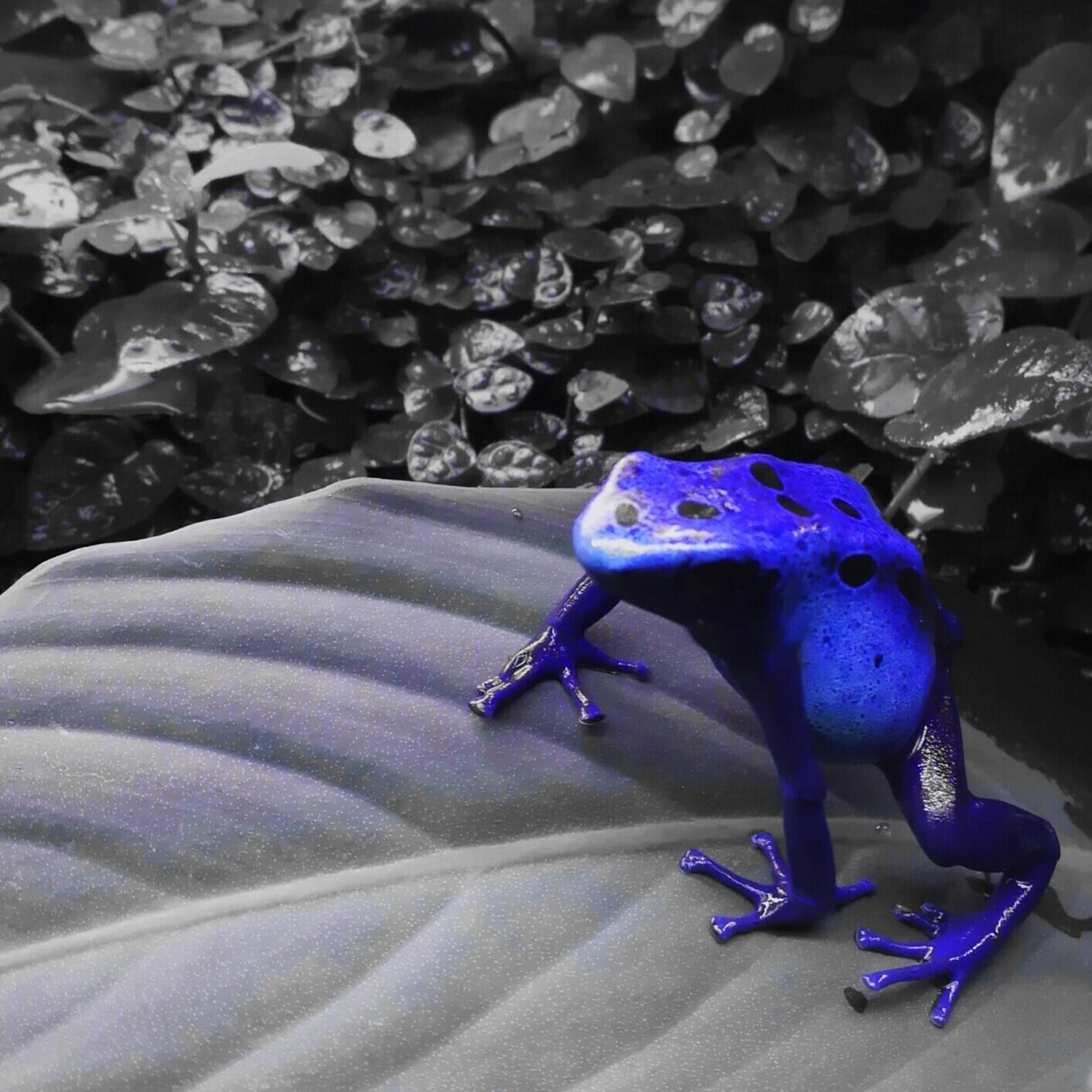 ヤドクガエル コバルトヤドクガエルアズレウスペア