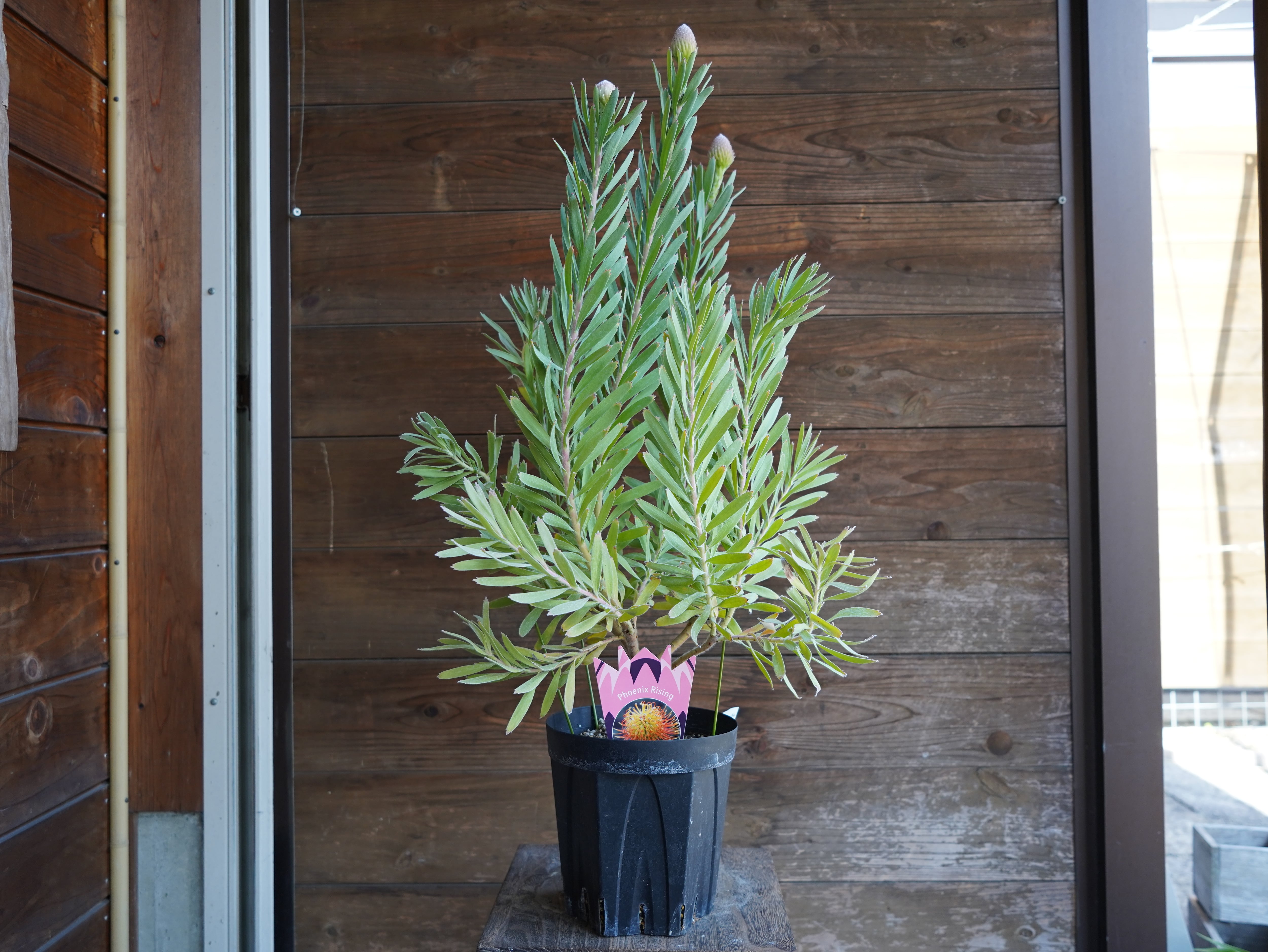 【現物】リューコスペルマム "フェニックスライジング"