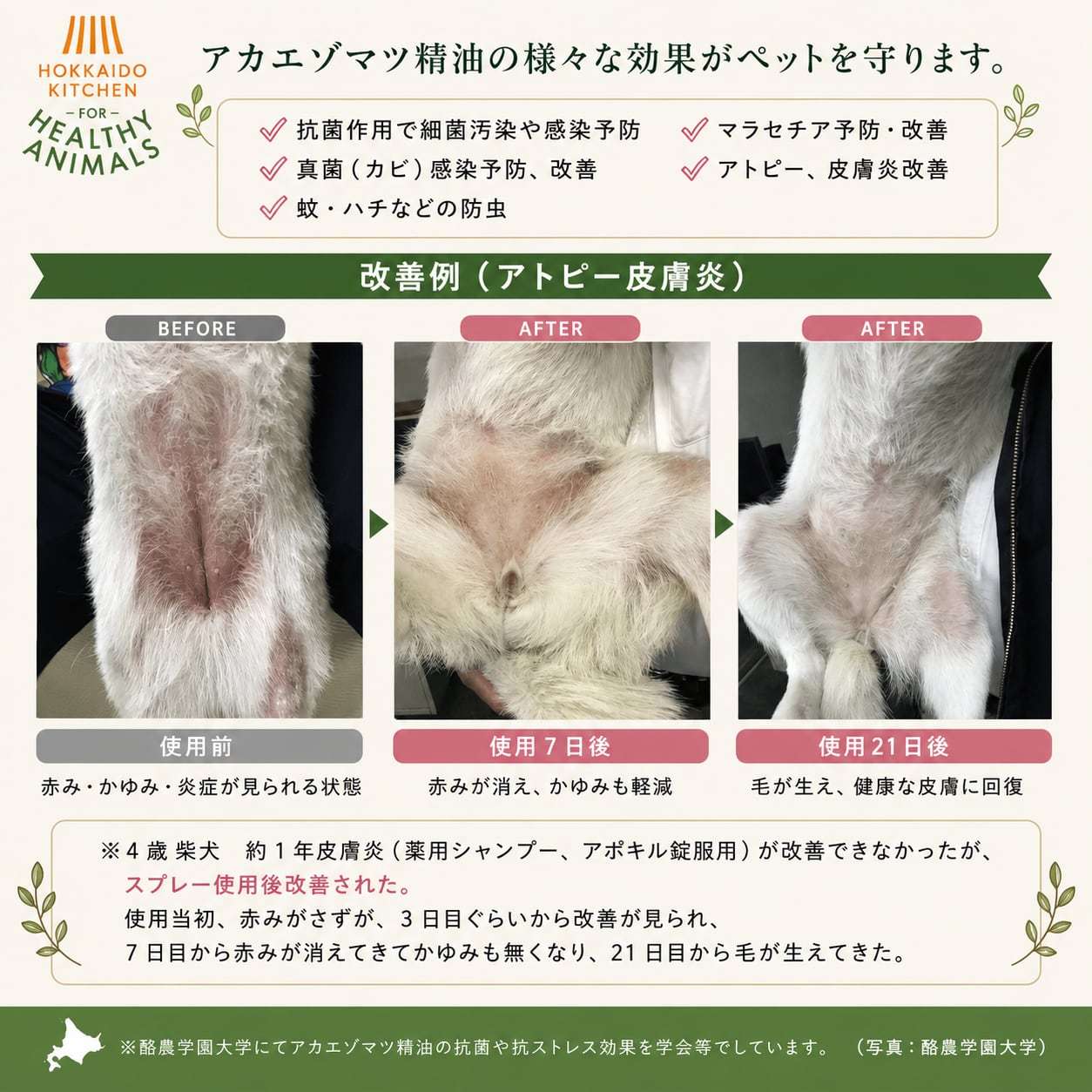 美品】皮膚科のプライマリケア 犬と猫の皮膚病はどうやって診るの