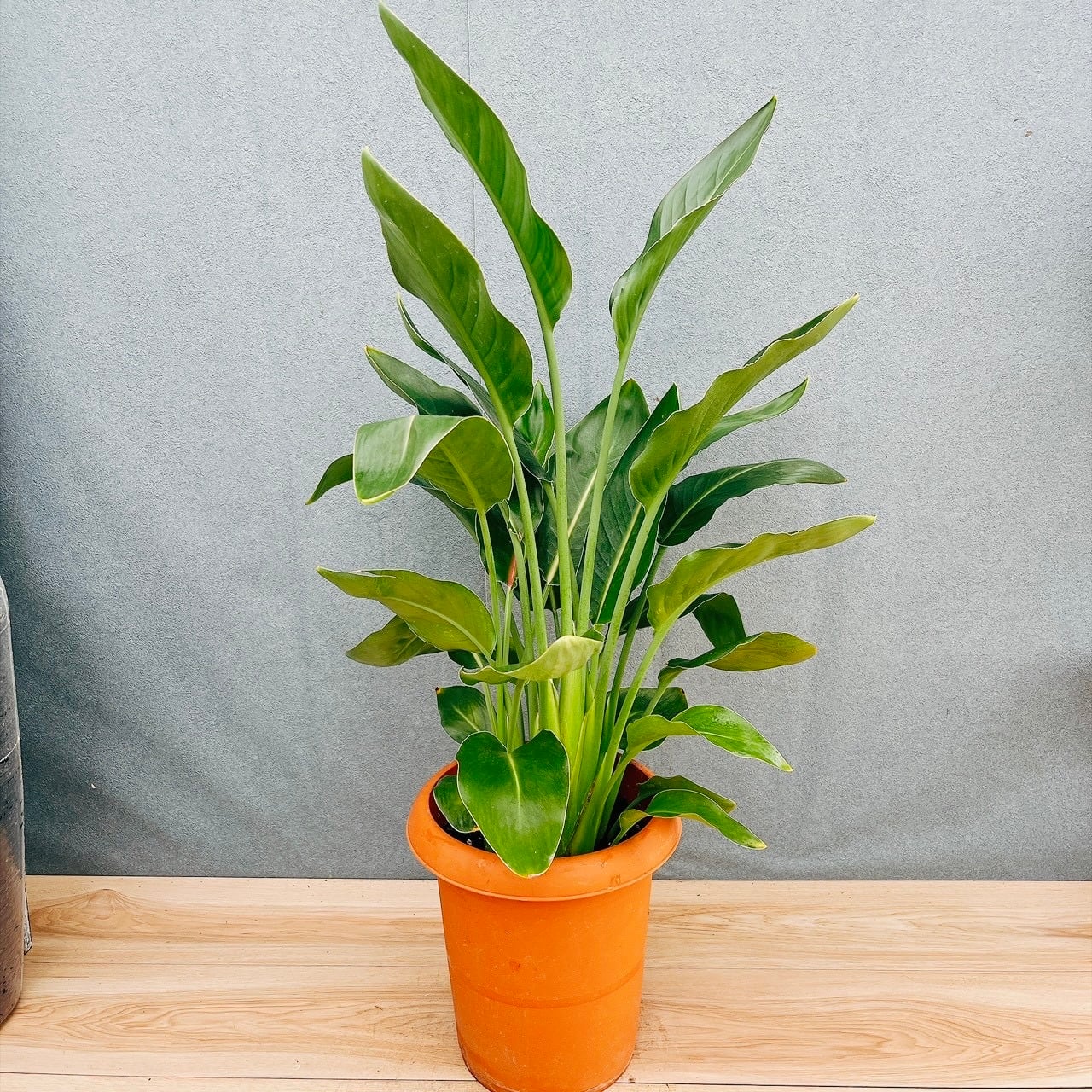 現品］60番 フィカス エラスティカ ソフィア 曲がり 8号 観葉植物 室内