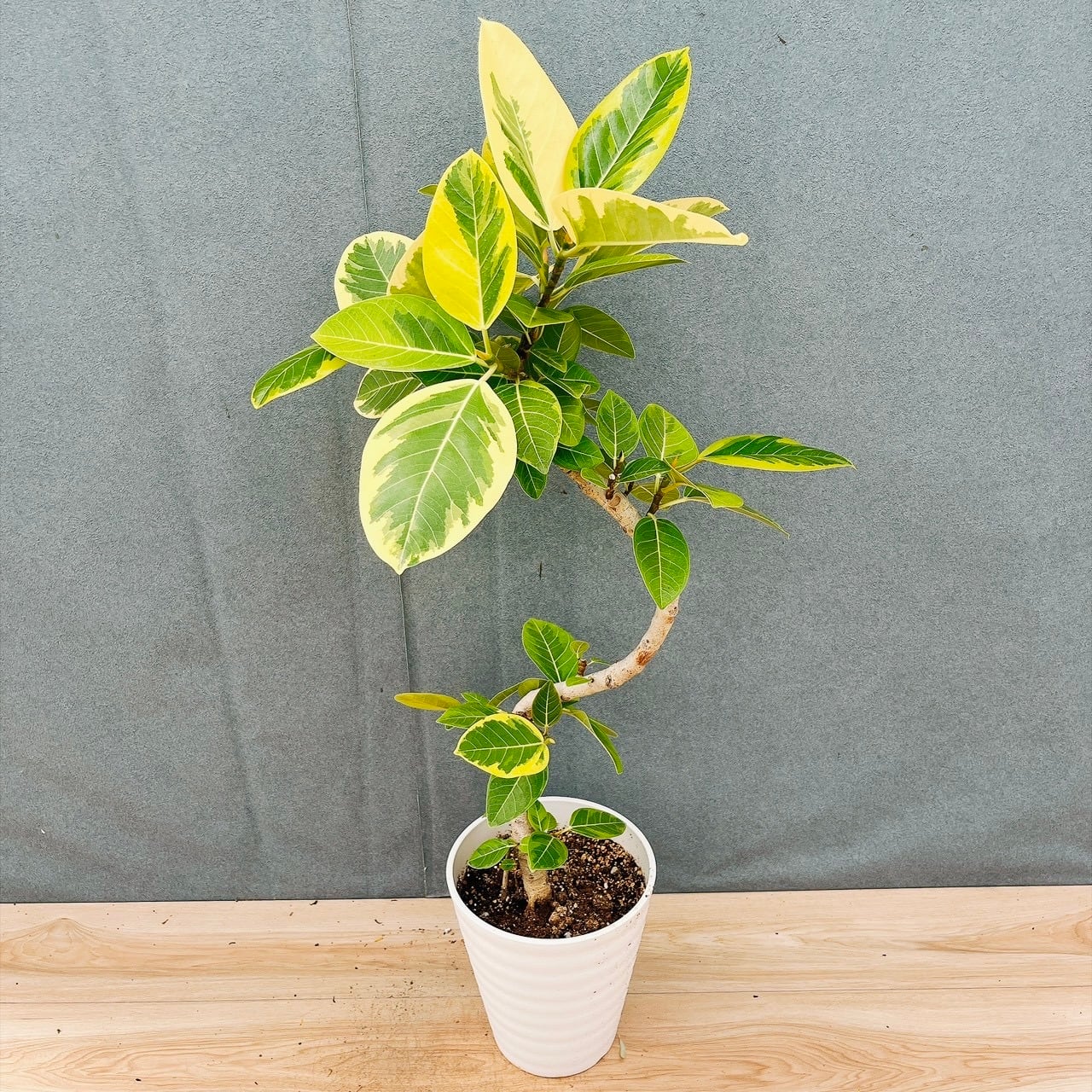 プリカティリス 植木鉢 アロエ おしゃれ プリカティリス アロエ の特徴