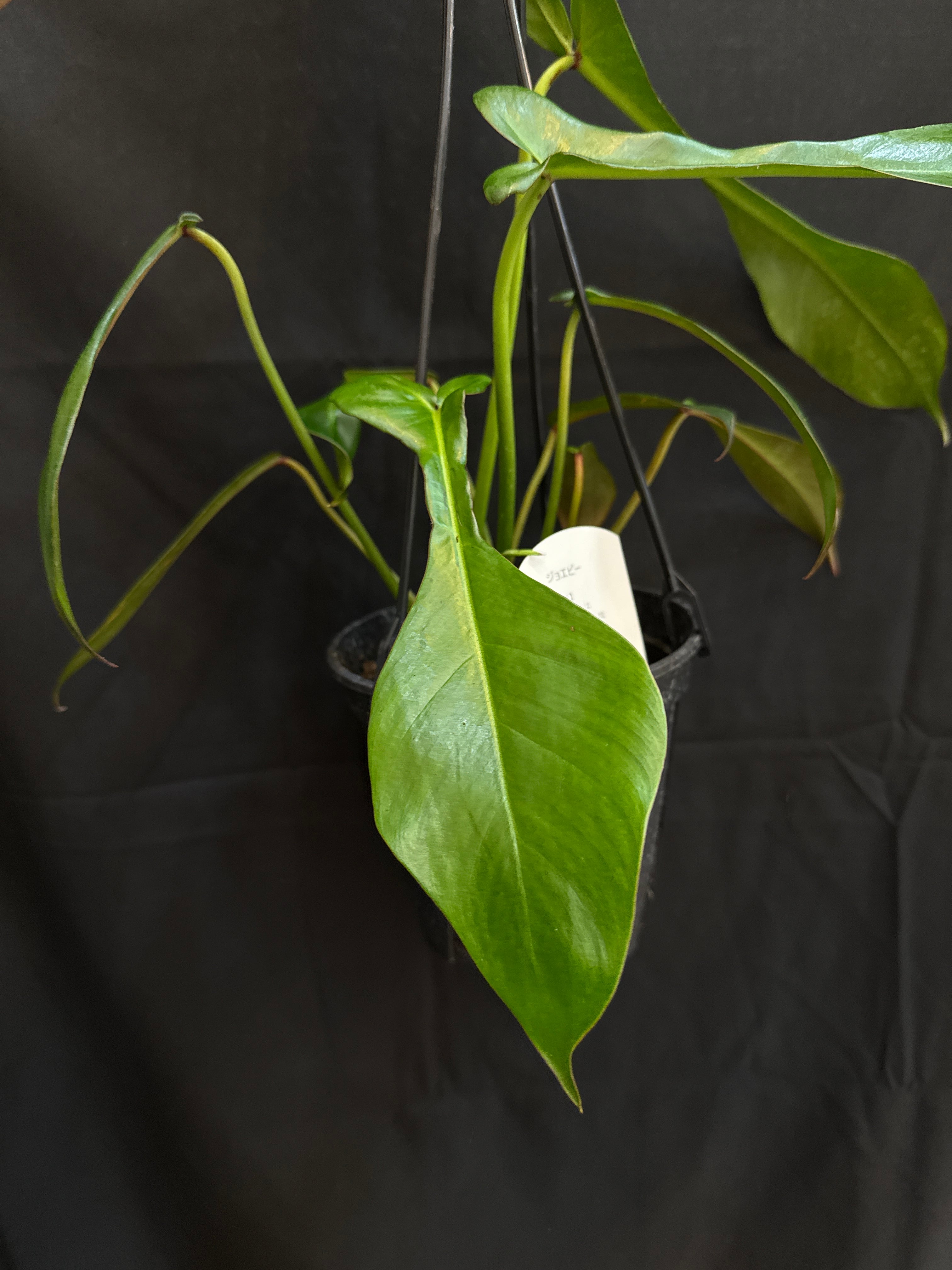 フィロデンドロン ジョーピー | Gardenえん 【観葉熱帯植物】