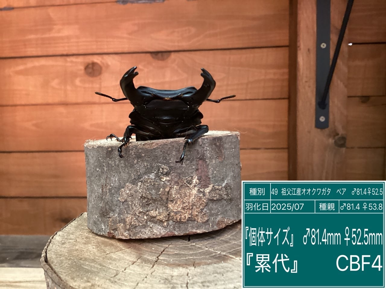 愛知県祖父江産オオクワガタペアNO49 ♂81.4mm♀52.5mm | 国産クワガタ