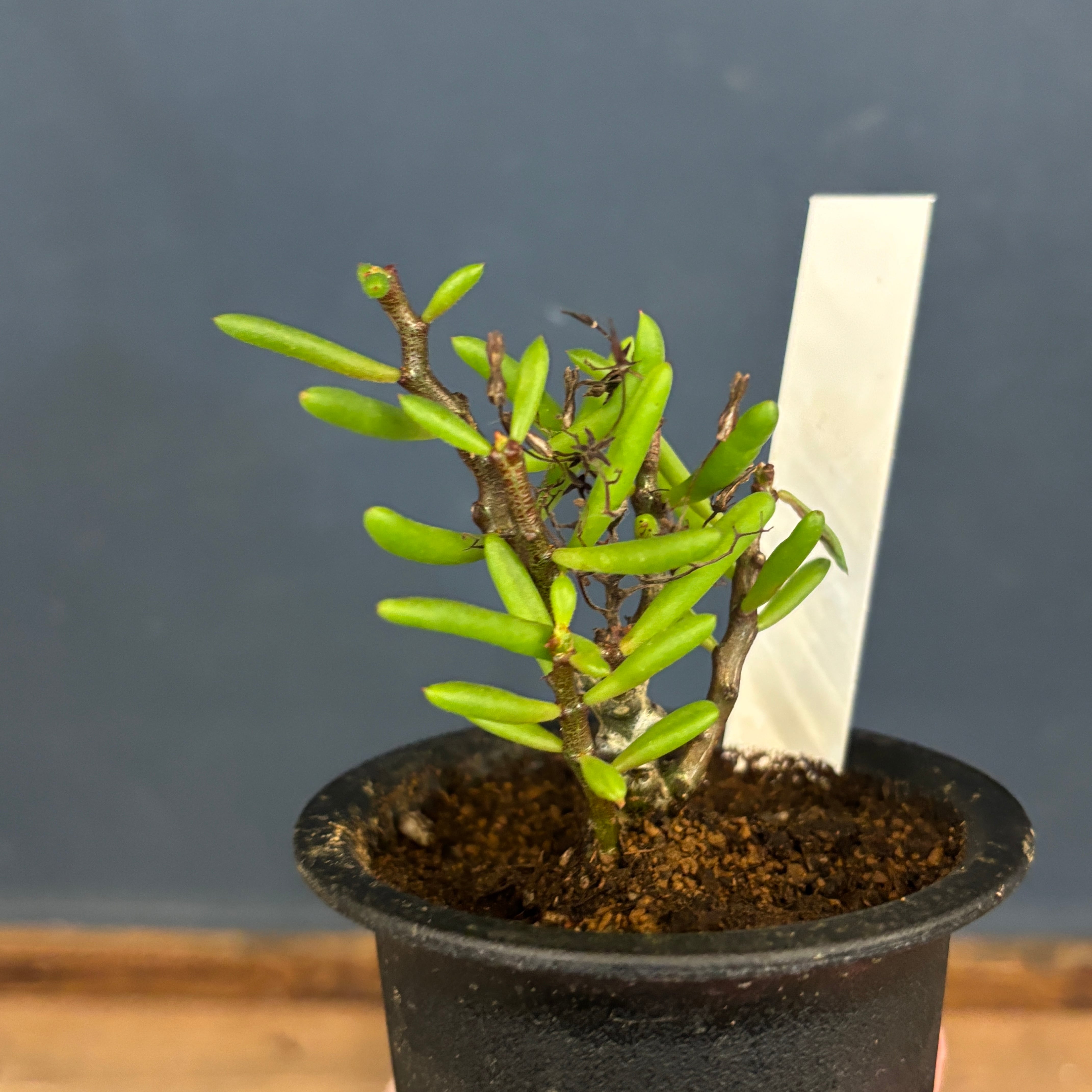 チレコドン ニグリカウリス【1010】 | PROTOLEAF プロトリーフ