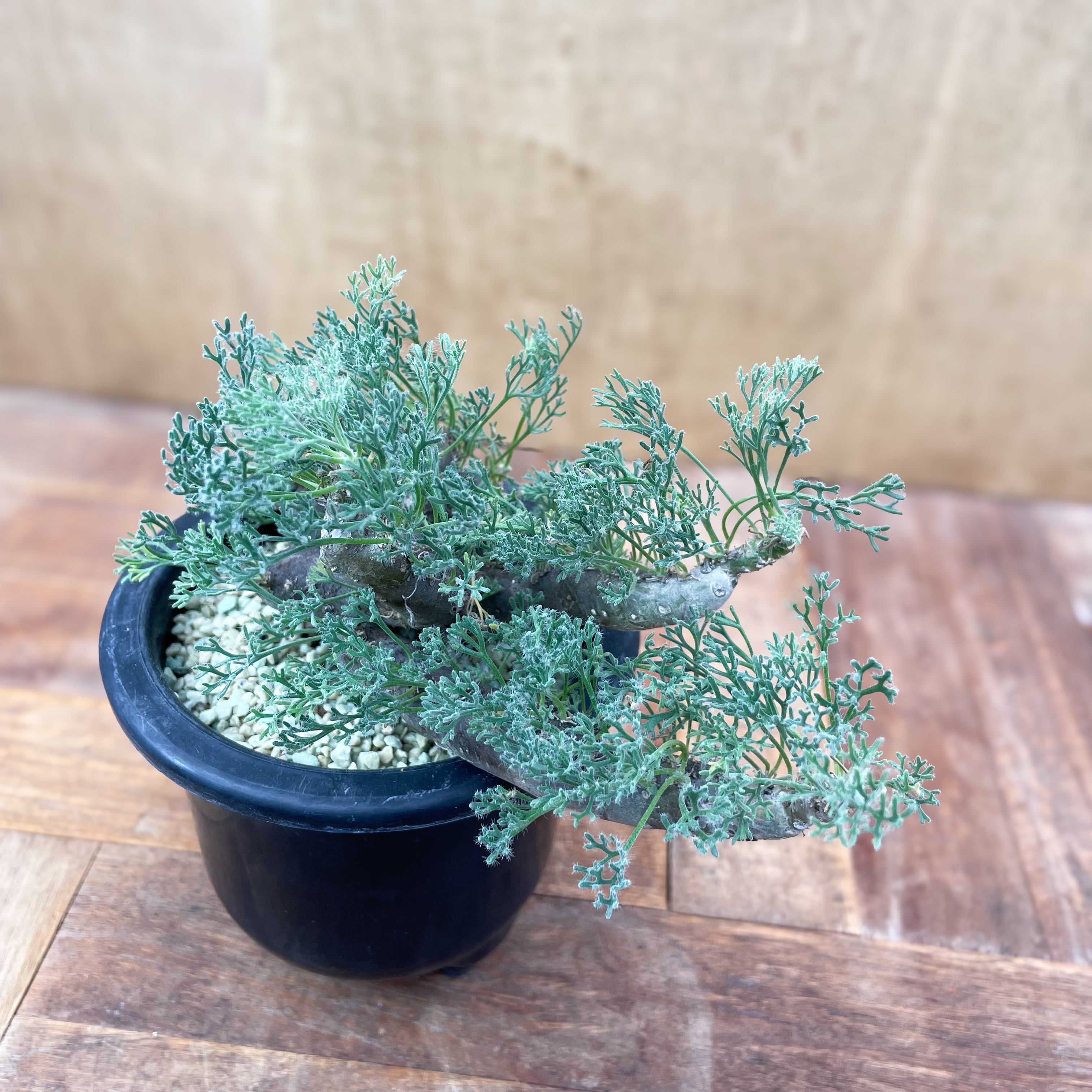 Sarcocaulon multifidum【サルコカウロン・ムルチフィズム Sarcocaulon multifidum【サルコカウロン・ムルチフィズム
