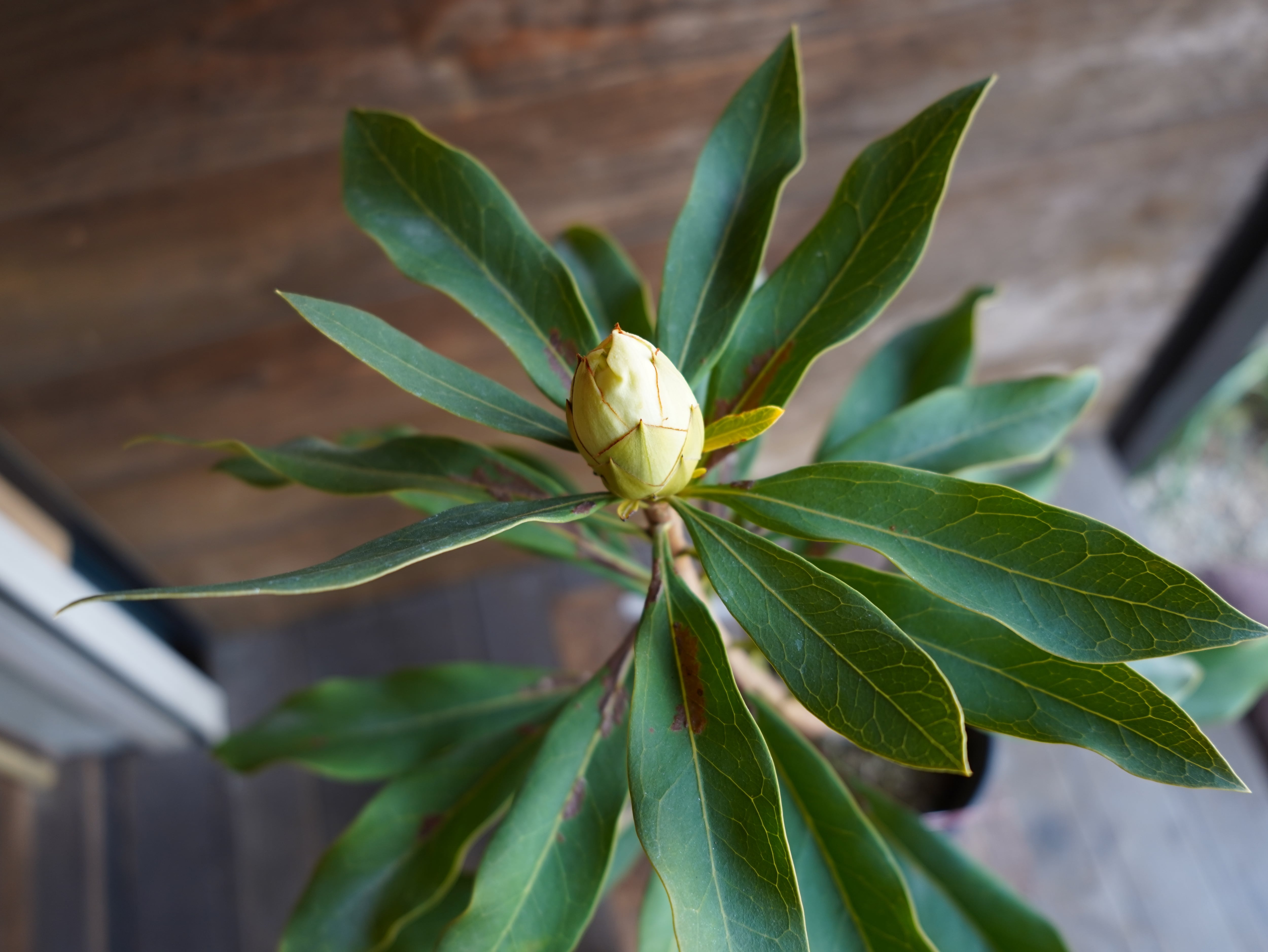 【現物】テロペア　”シェイディレディホワイト”　5号　B