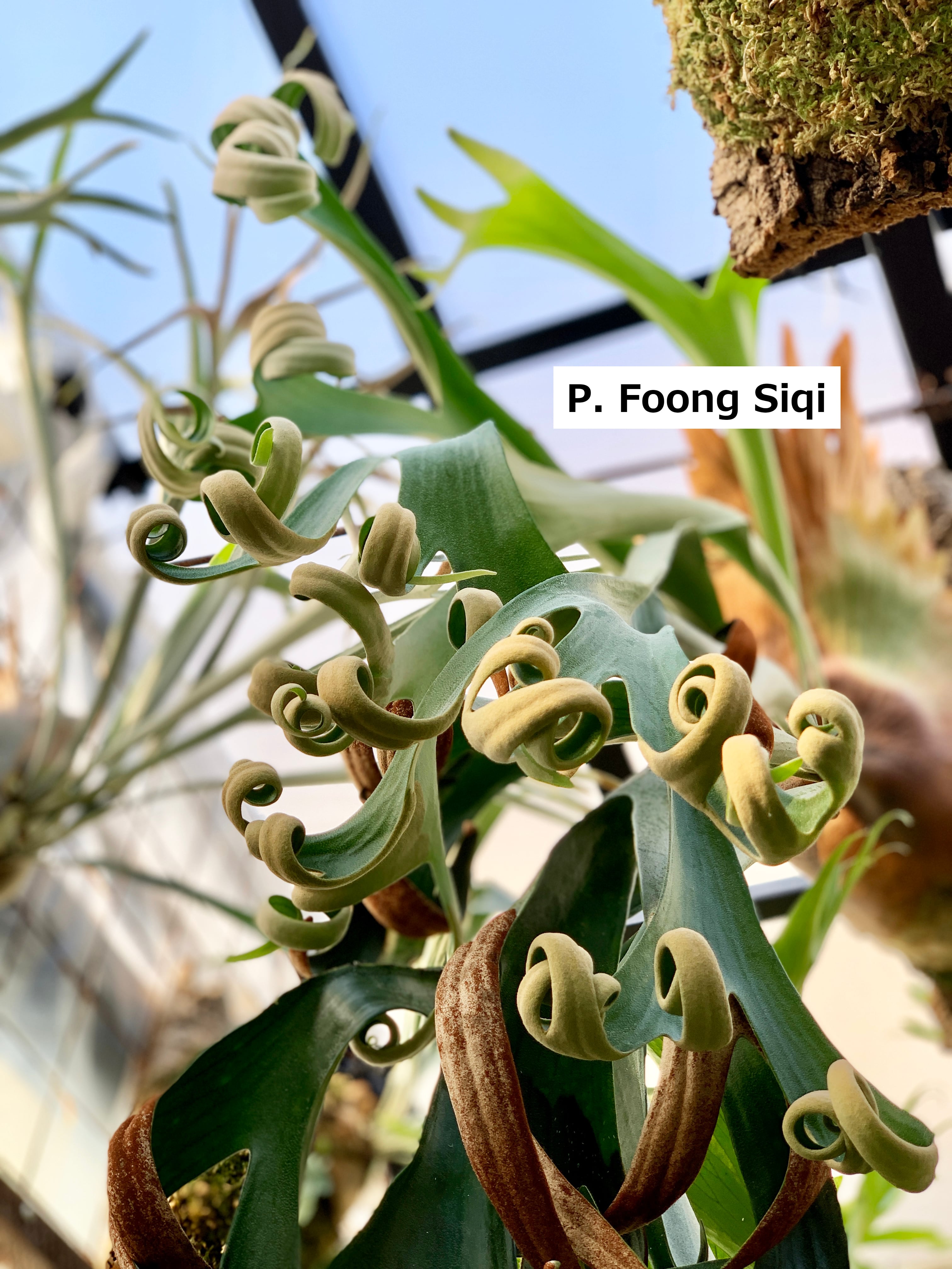 a) P. 'Foong Si Qi' ビカクシダ 'フーンシキ' | vandaka plants