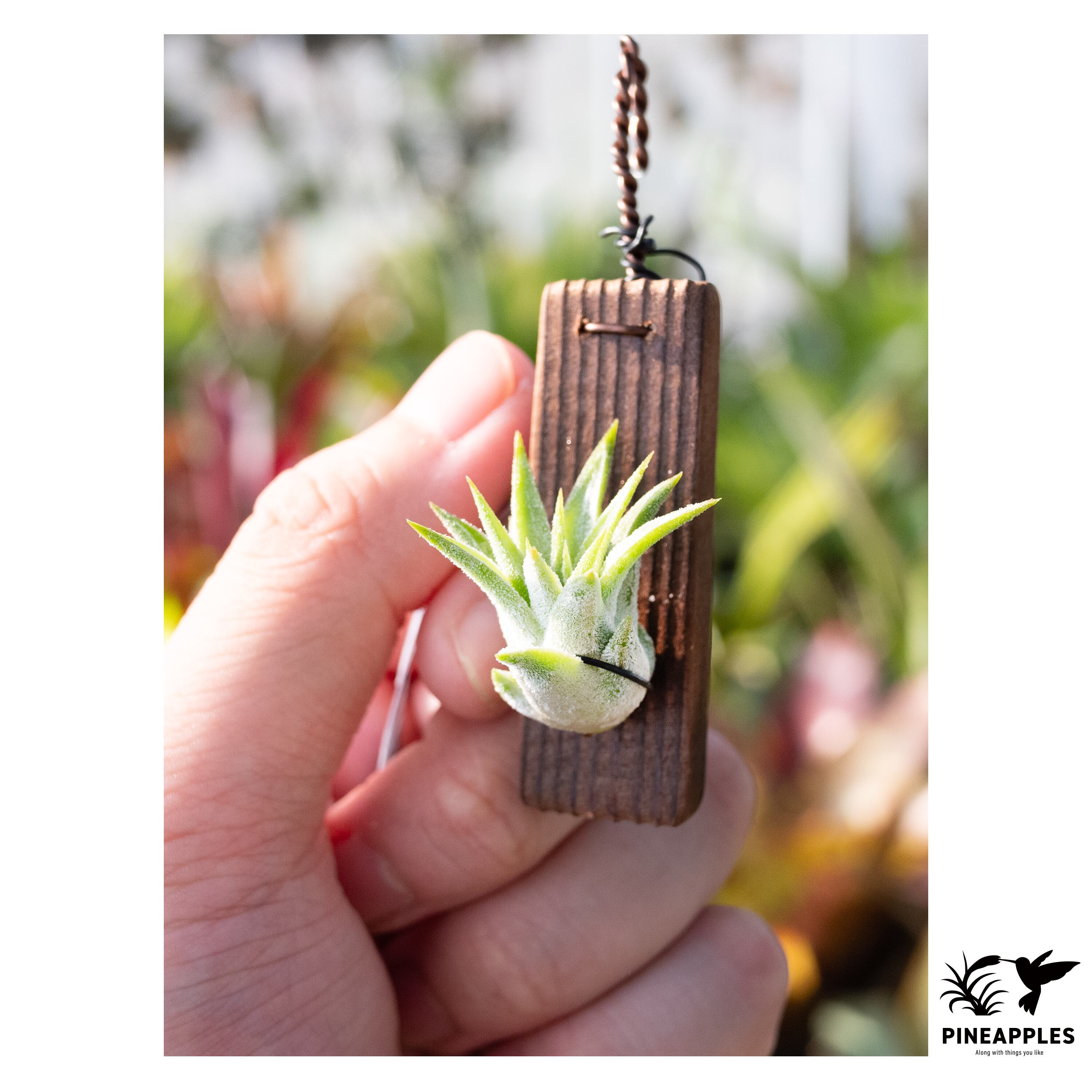 Donna由来 Tillandsia ionanta 