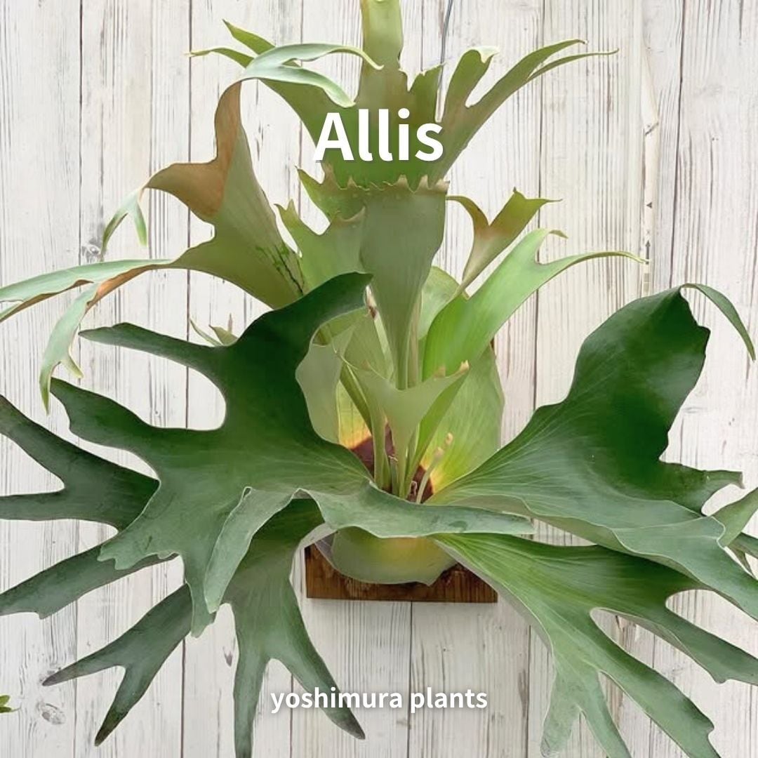 ウィリンキー　ASW01 15株　胞子培養　ビカクシダ　platycerium ウィリンキー ASW01 15株 胞子培養 ビカクシダ platycerium - メルカリ