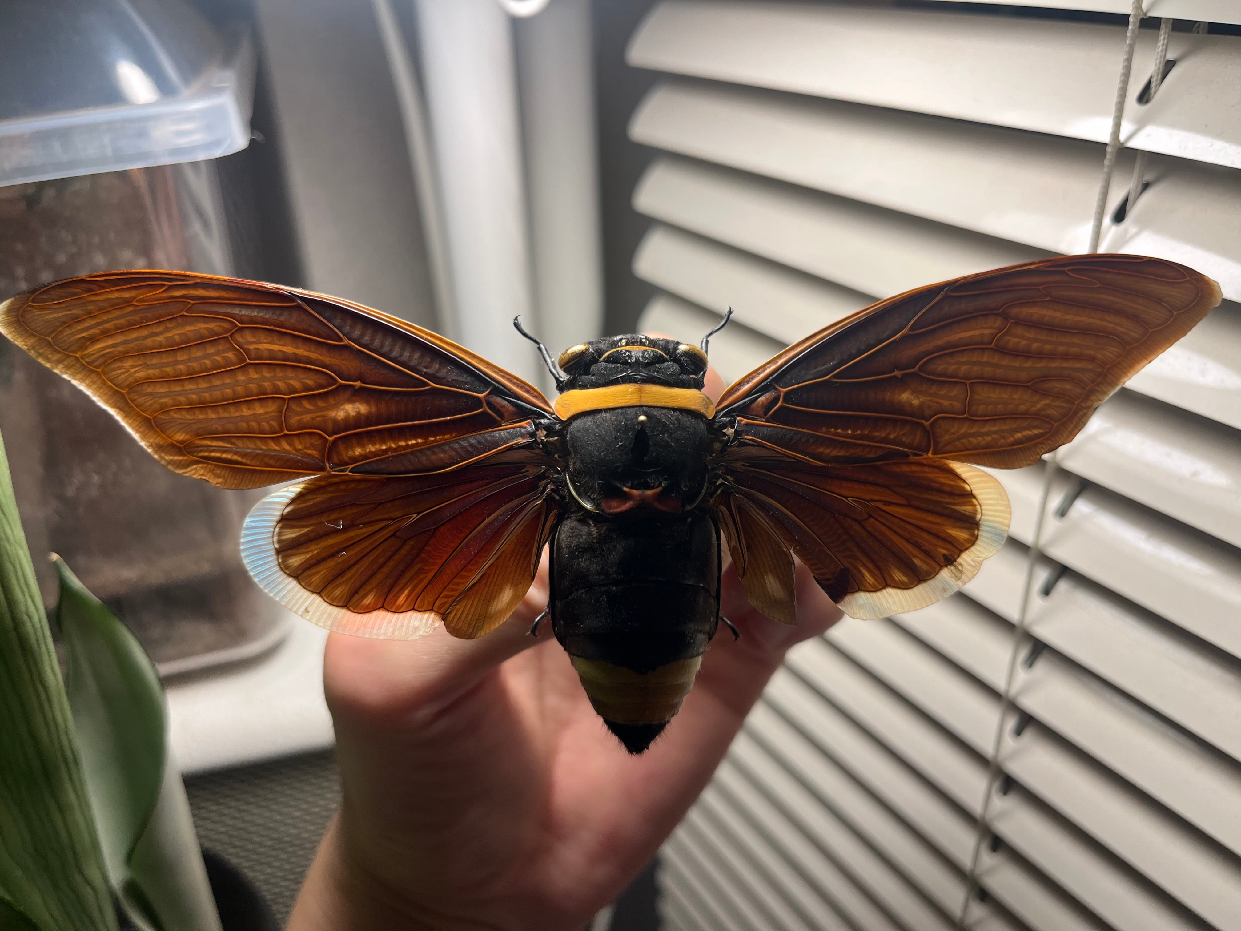 58mm】キエリアブラゼミ 蝉セミハエハチベルゼバブホーク