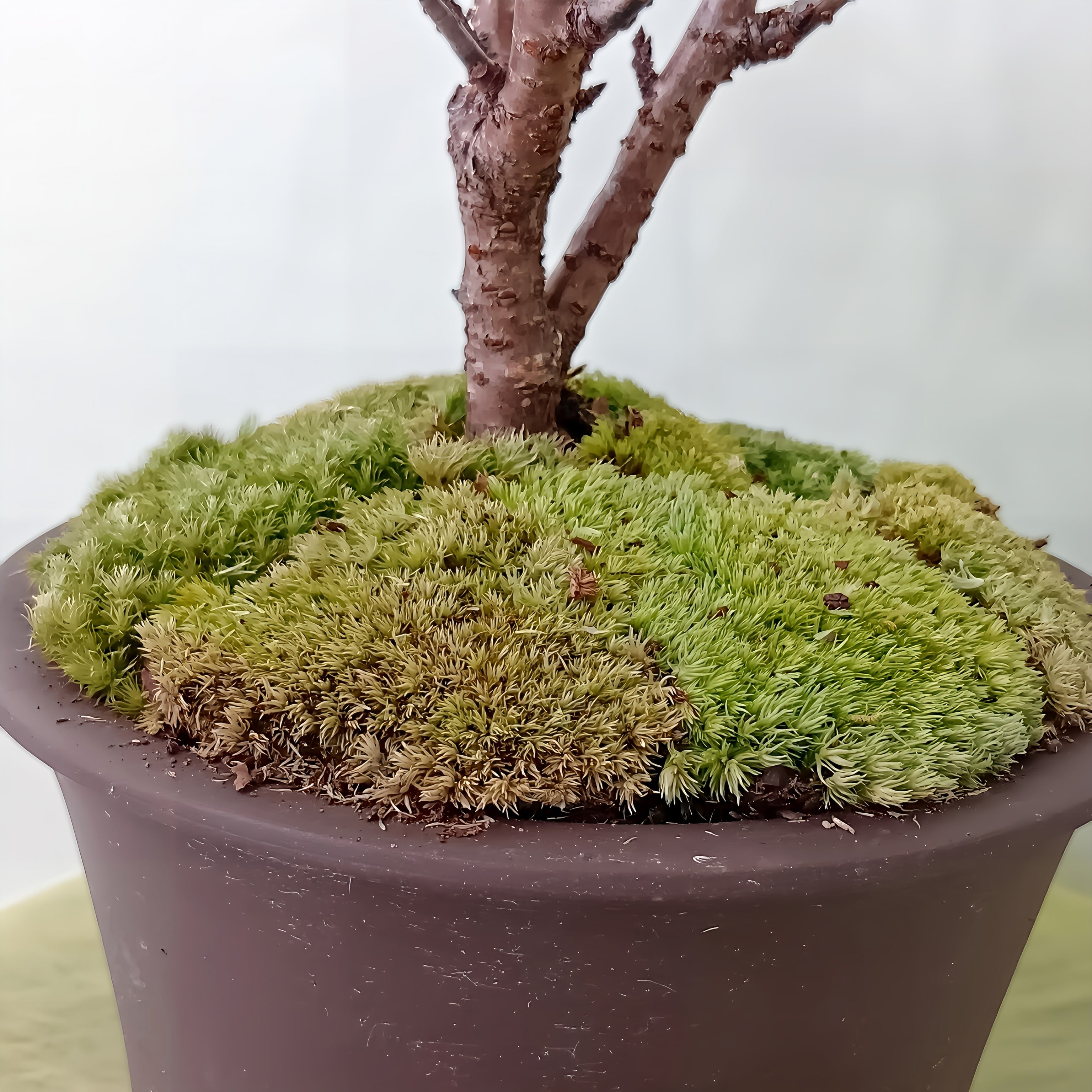 瀬戸焼盆栽鉢 日本製プランター SORIGATA PLANTER エクステリア 鉢