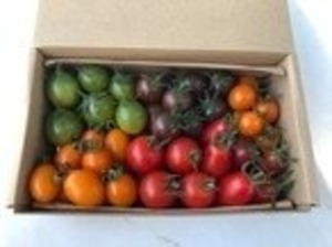 【定期便】【毎月1回×3回お届け】約800g  カラフルミニトマト詰め合わせ