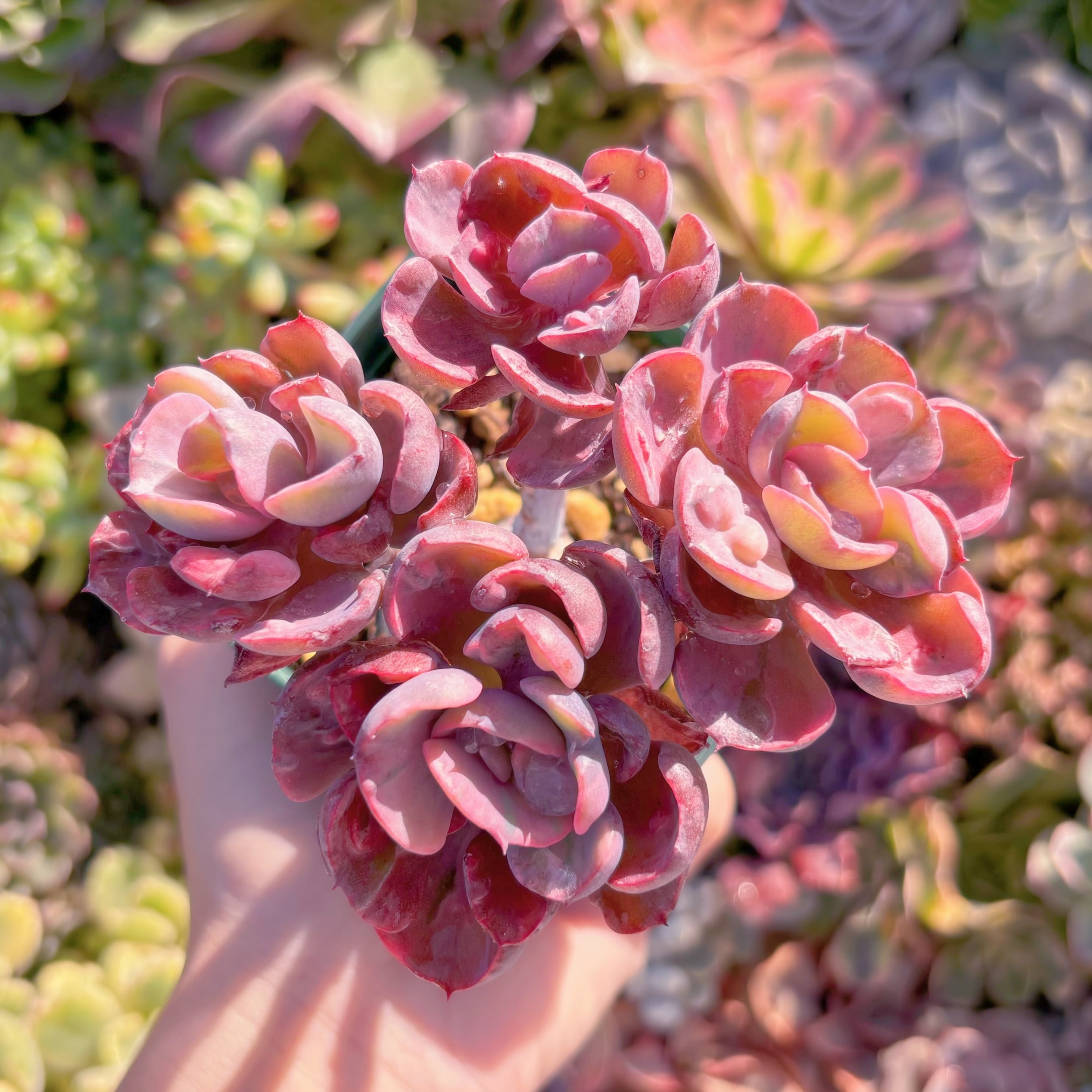 現品　ビヨンセ#781　群生　るる農園