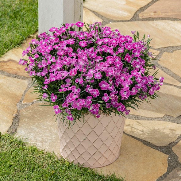 非耐寒性多年草 | 花のとびつか