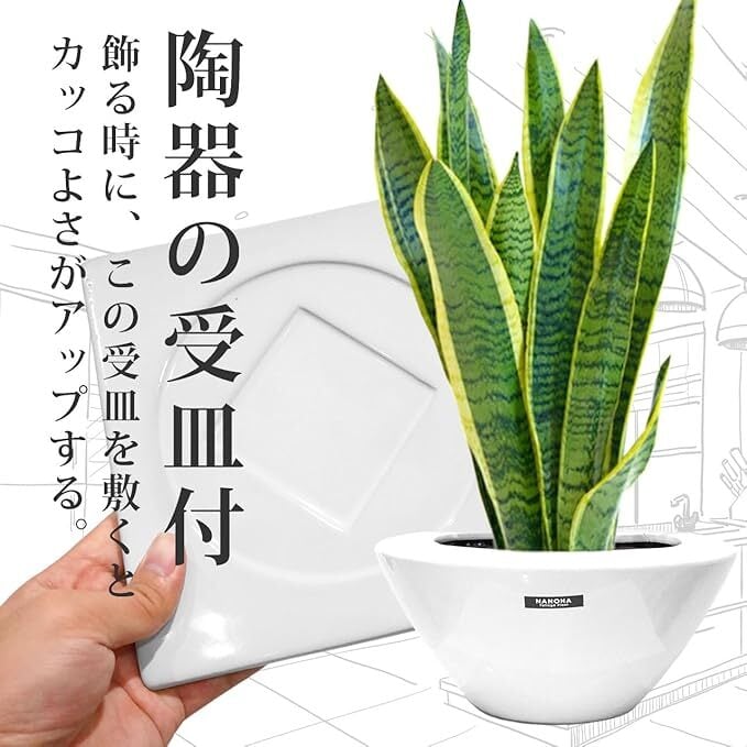 サンスベリア　セットD サンスベリア 7号 （高級平鉢陶器） | インテリアグリーンショップ