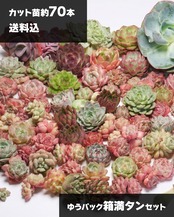 【限定1セット・送料込】ゆうパック新型60サイズ満タン！ 70株超 多肉植物ボリュームセット