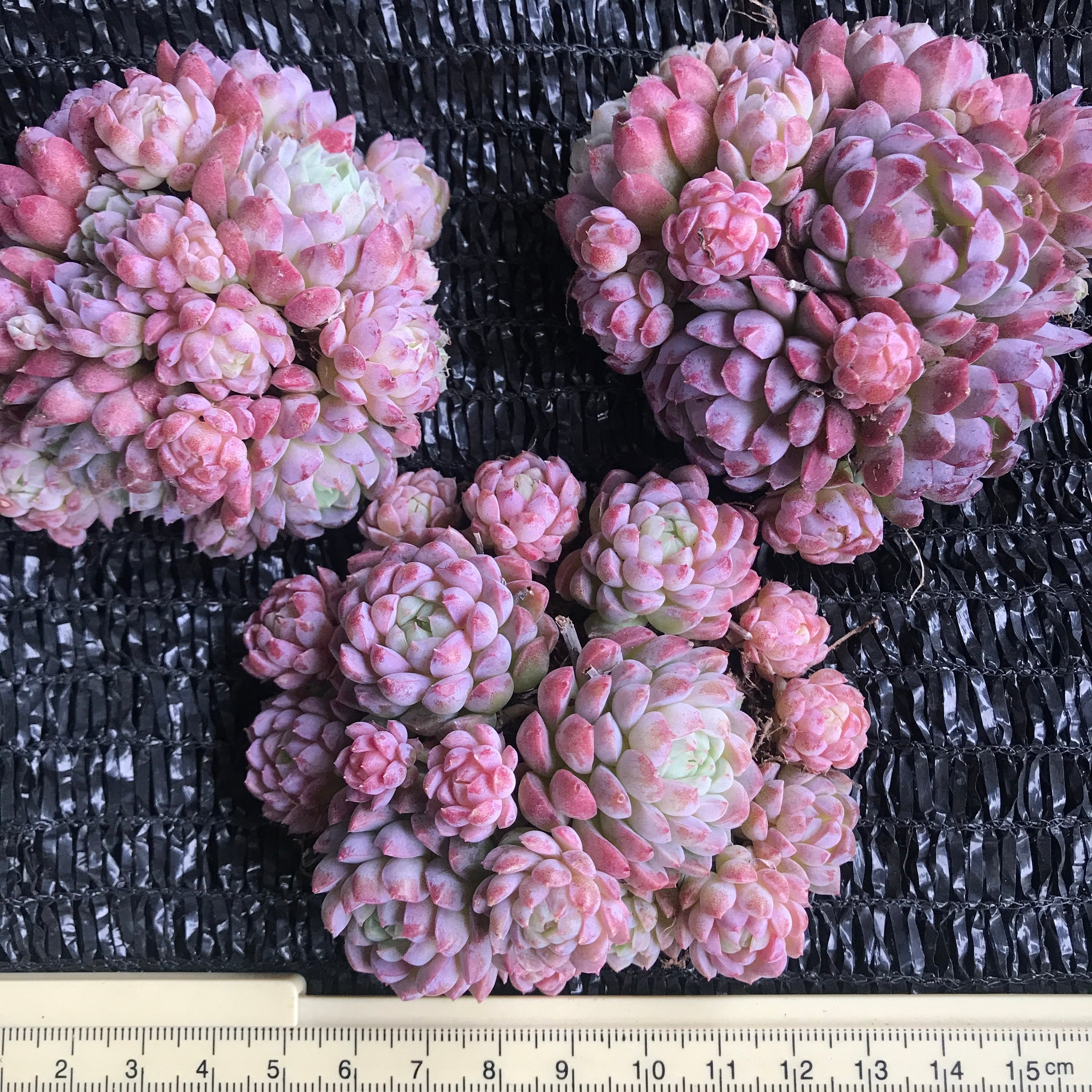 超可愛い 多肉植物 桜ブールドネージュ 群生苗 抜き苗 1株 | Pay ID