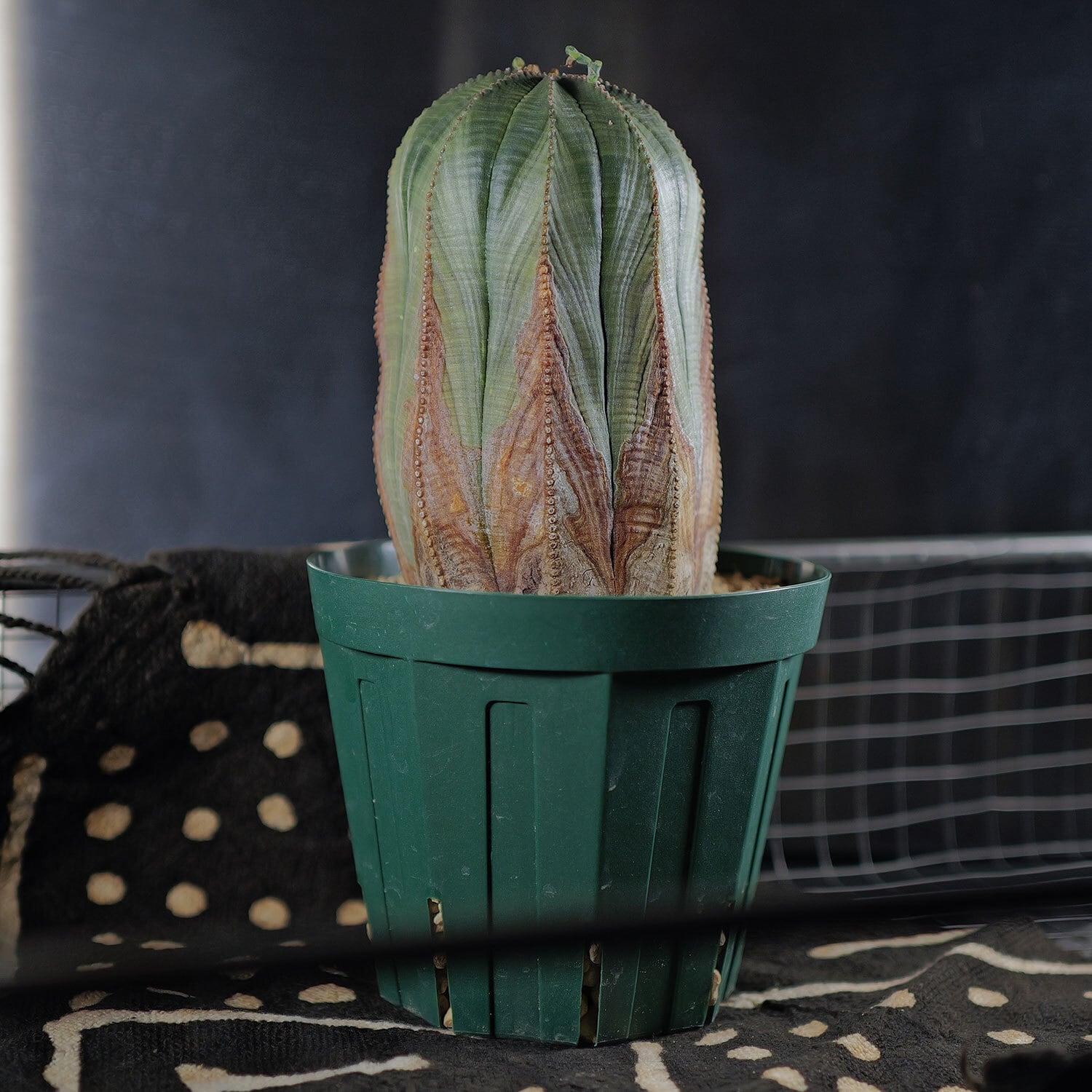 メス株【超厳選株】大株 最大幅9cm ヴィンテージ カキコ 美模様