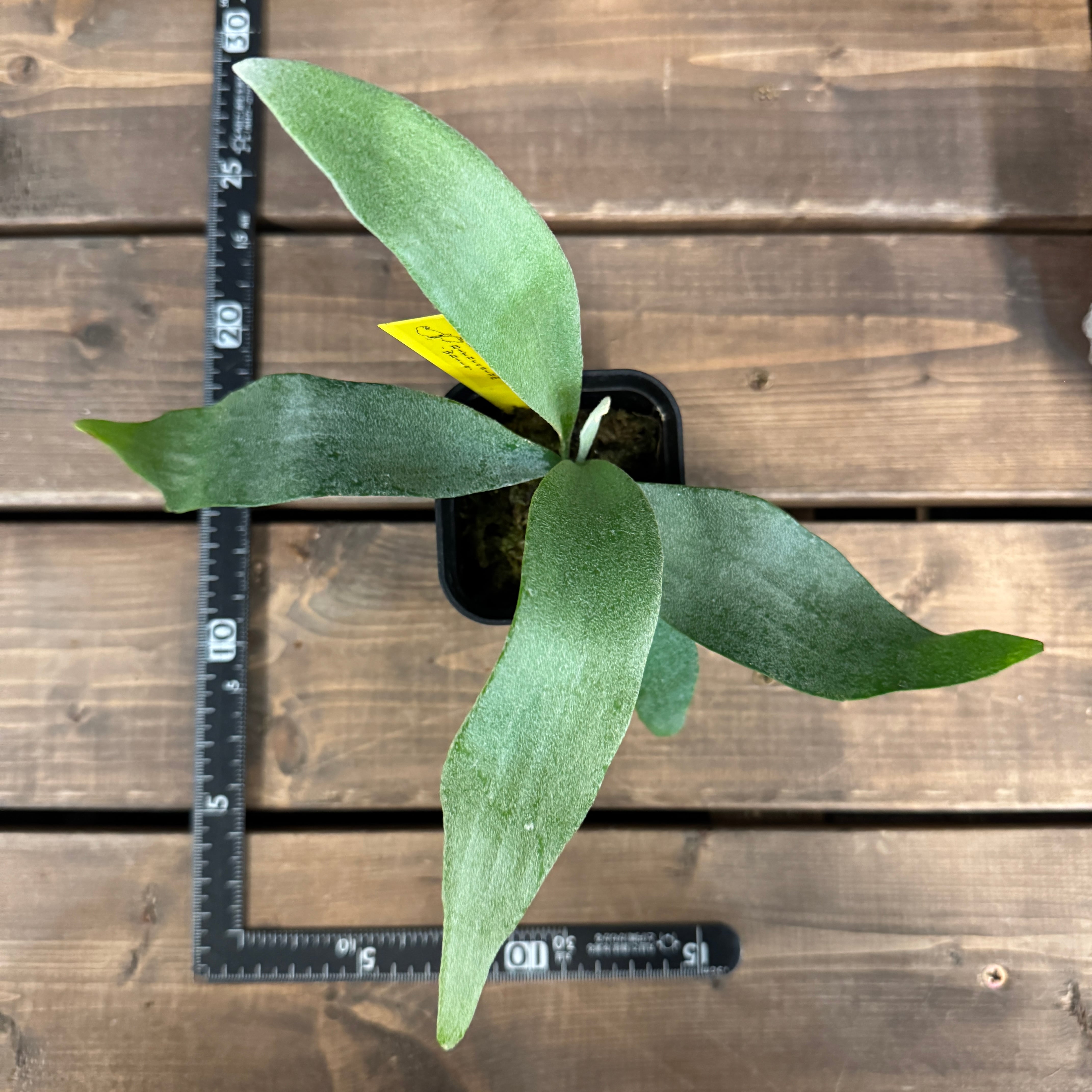 ビカクシダ Bifurcatum white【1006】 | PROTOLEAF プロトリーフ