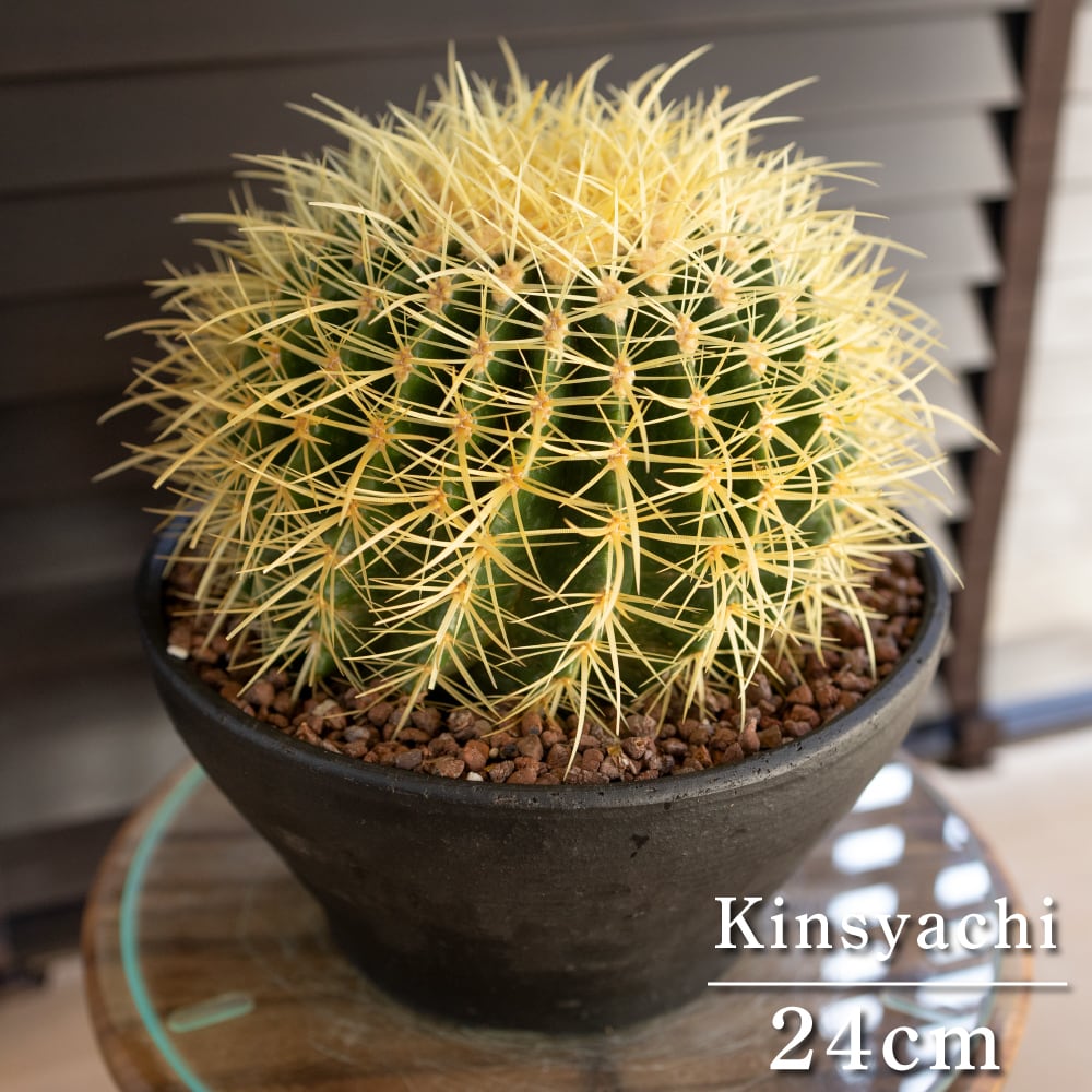 発根済】24cm 金鯱 サボテン 8号 多肉植物 ドライガーデン キンシャチ