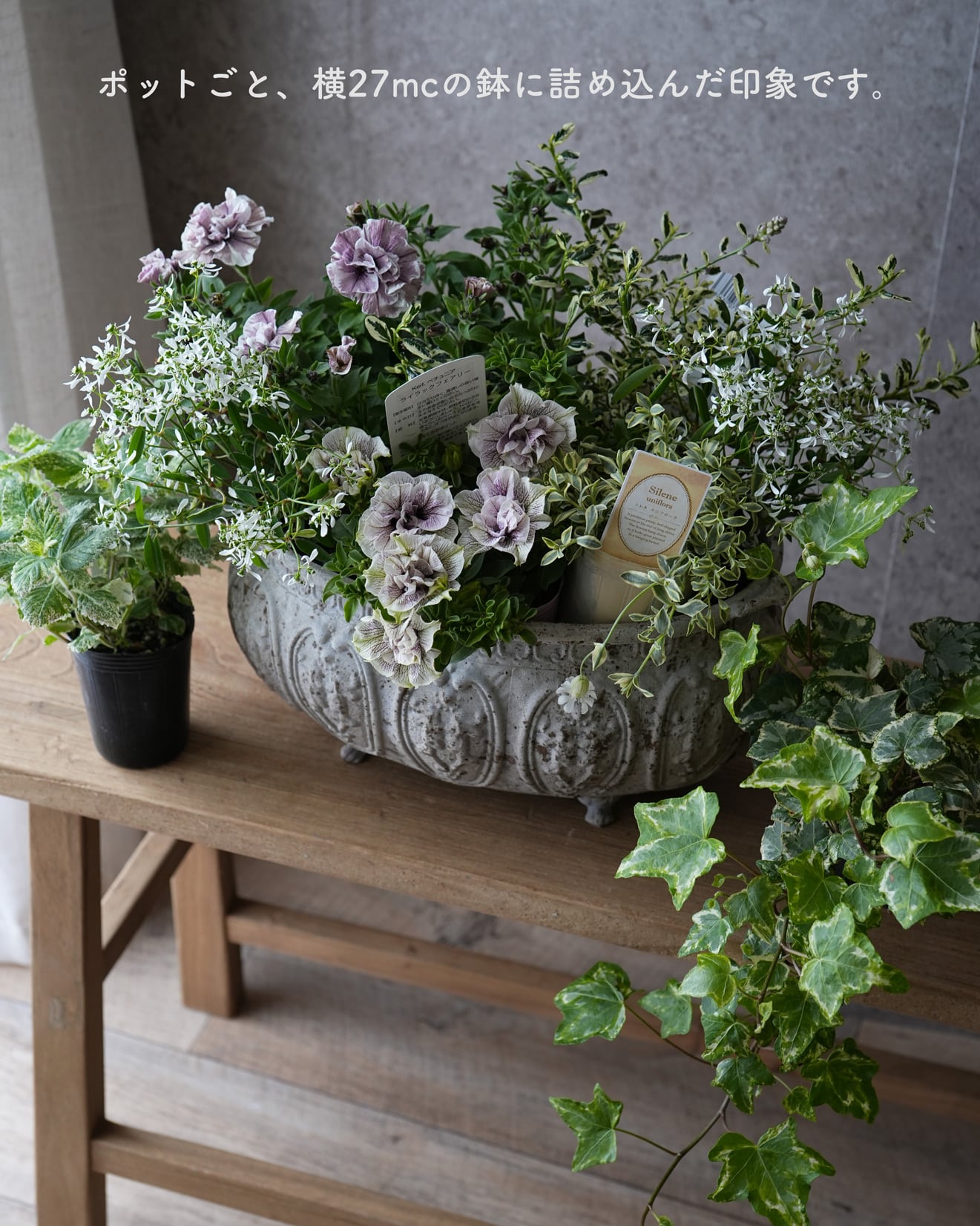 花苗セット】 アンティークラベンダー系ペチュニアの ミニ寄せ植え花苗