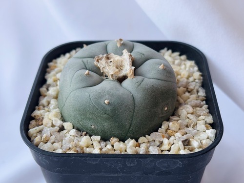 Lophophora williamsii　ロフォフォラ　大型烏羽玉　サボテン