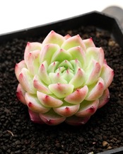 カット苗 ピンククリスタル Echeveria 'Pink Crystal'