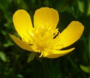 バターカップ (pw-s007) | フラワーエッセンスショップ は な こ こ ろ