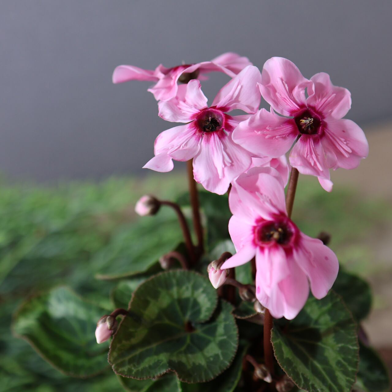 436上向きの花が株を覆いつくすほど次々と咲く『シクラメン