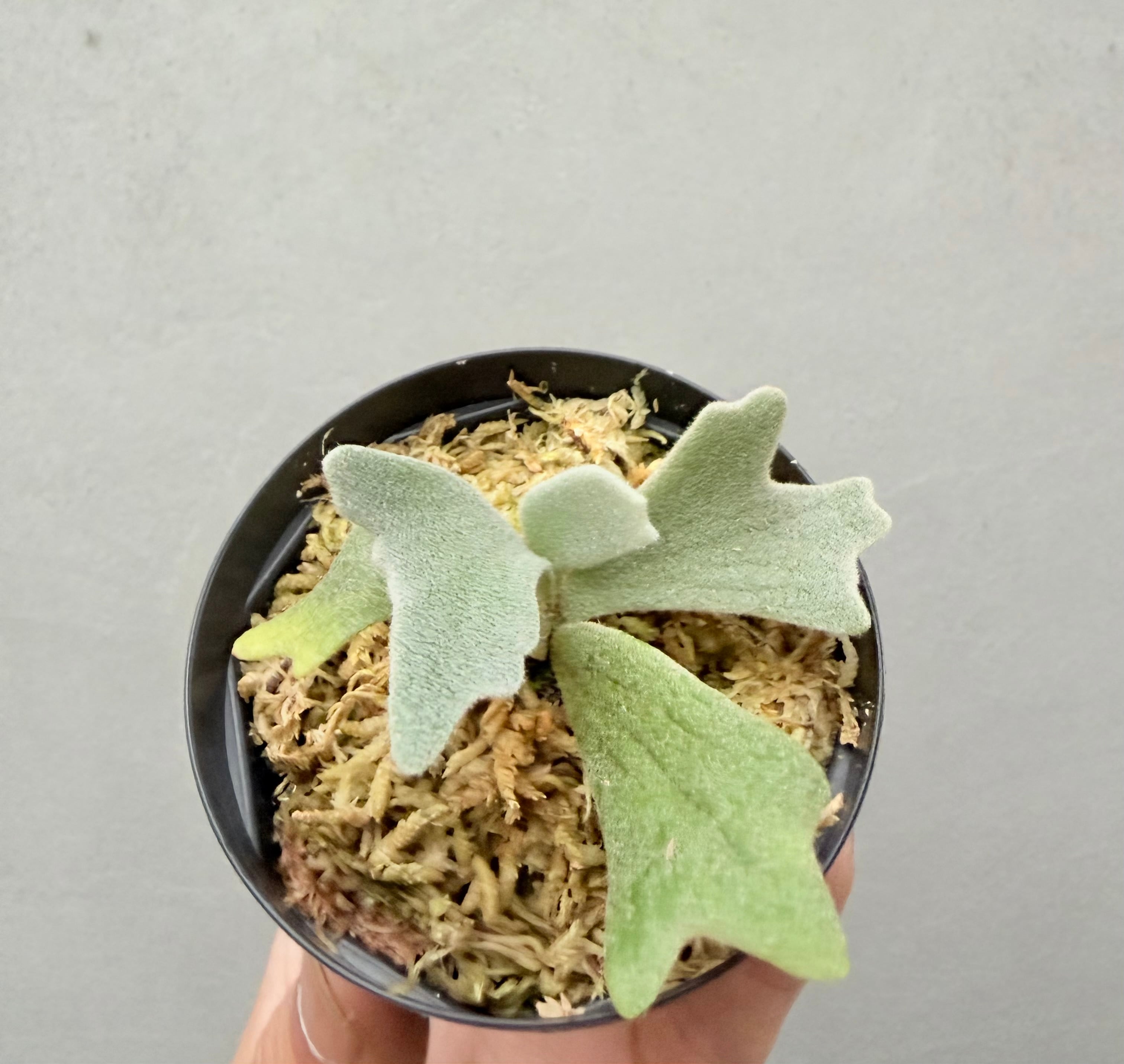 c) P. willinckii 'Frosty Maiden' spore grown ③ビカクシダ