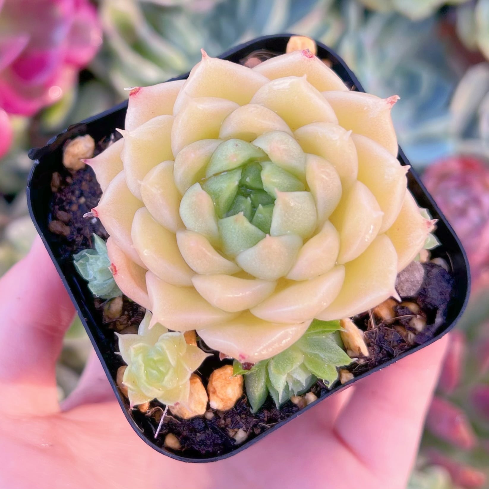 現品　蛍石#1160　るる農園