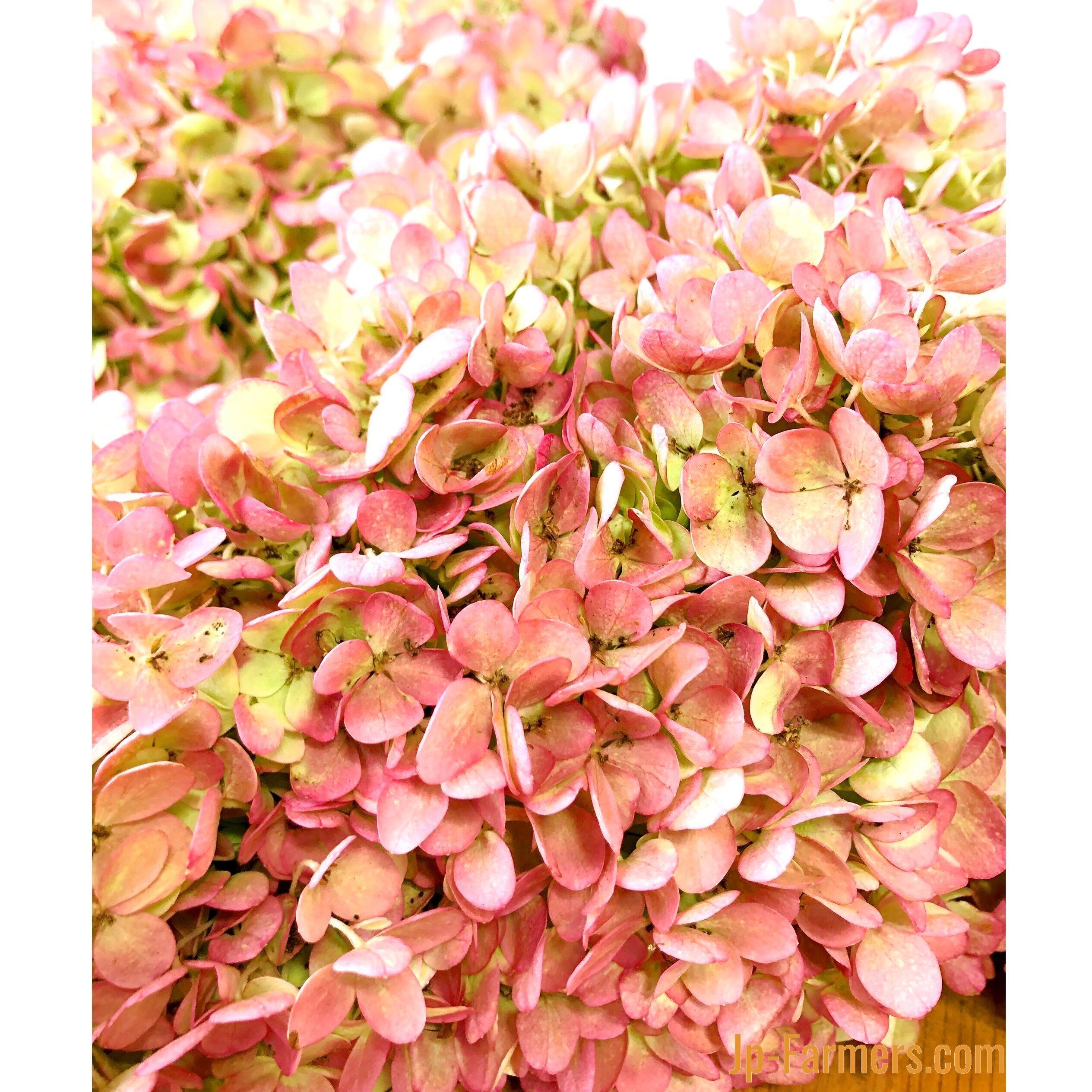 秋色あじさいの色採りスワッグ Alqudsplastic Com 秋色あじさいの色採りスワッグ Alqudsplastic Com