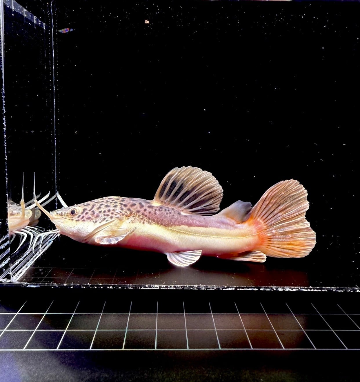 [熱帯魚]レッドテールキャット　ショートボディー ショートボディー・レッドテールキャット➀ | THE AQUARIUM ISE