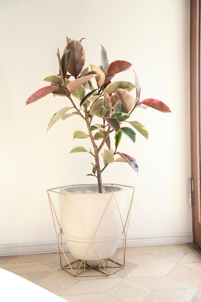 【L】【渋谷区周辺エリア/配送料無料】【110cm】フィカス ルビー/Ficus ※陶器鉢カバー付き