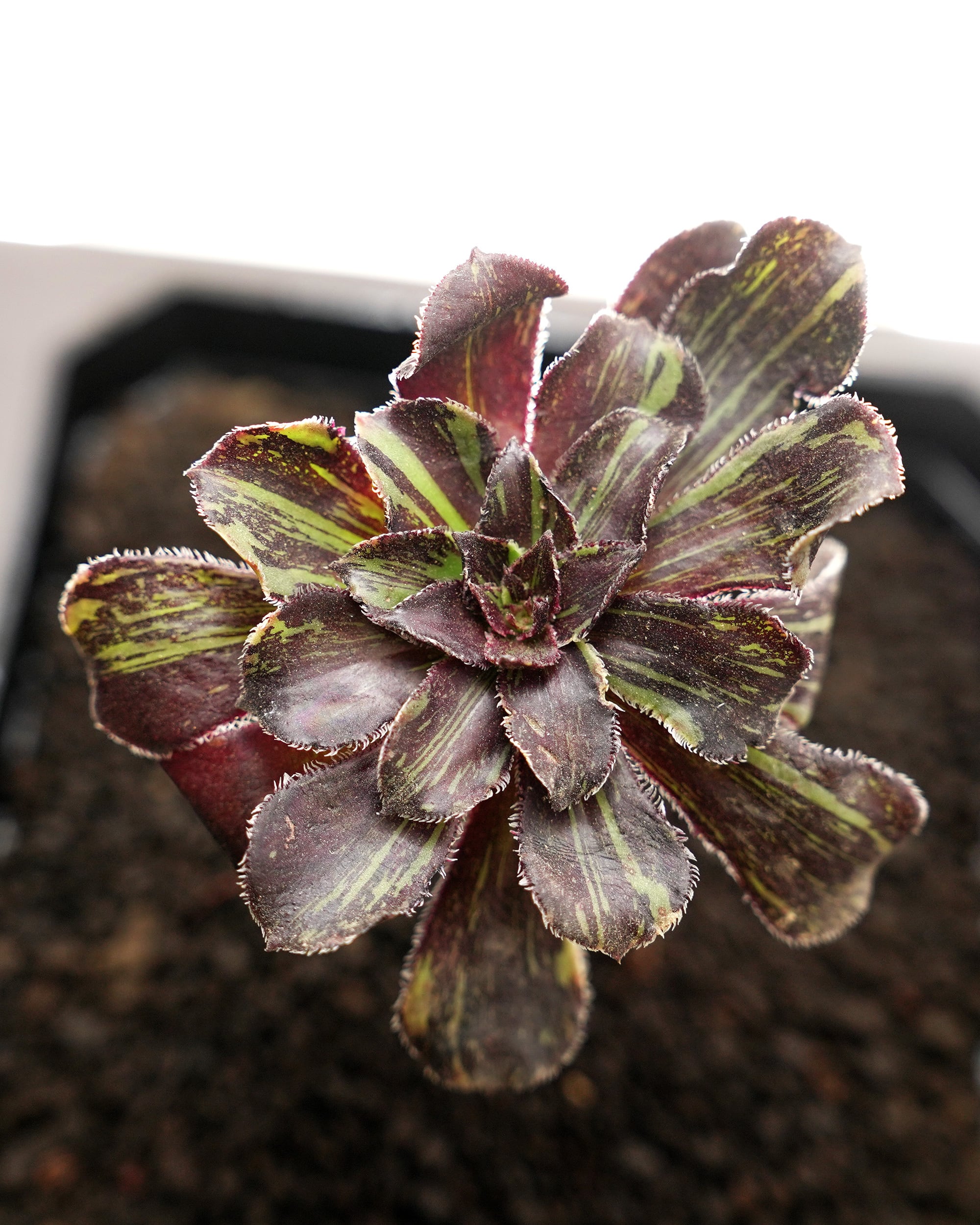 カット苗 アエオニウム 水墨画 Aeonium 'Ink Painting' | PUKUBOOK