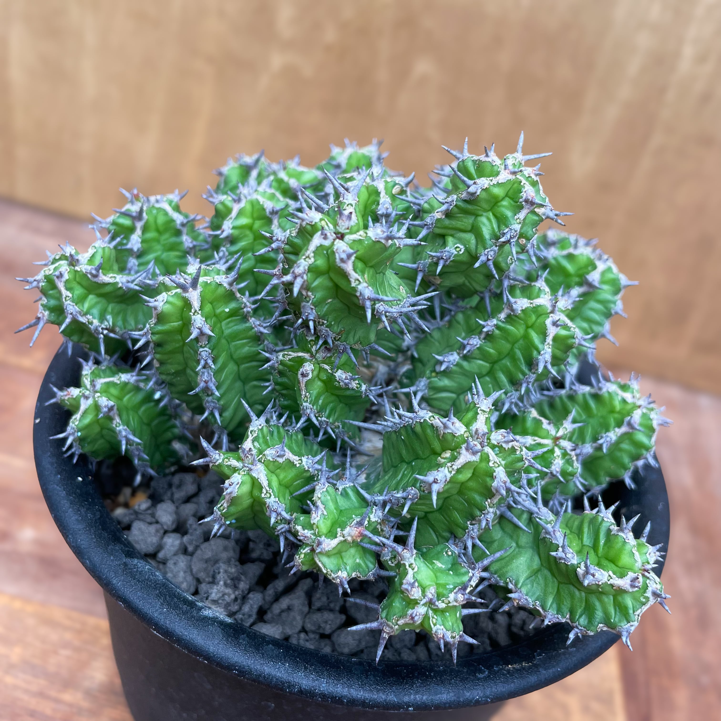 レア種 ユーフォルビア ミトリフォルミス メロフォルミス錦 セット販売