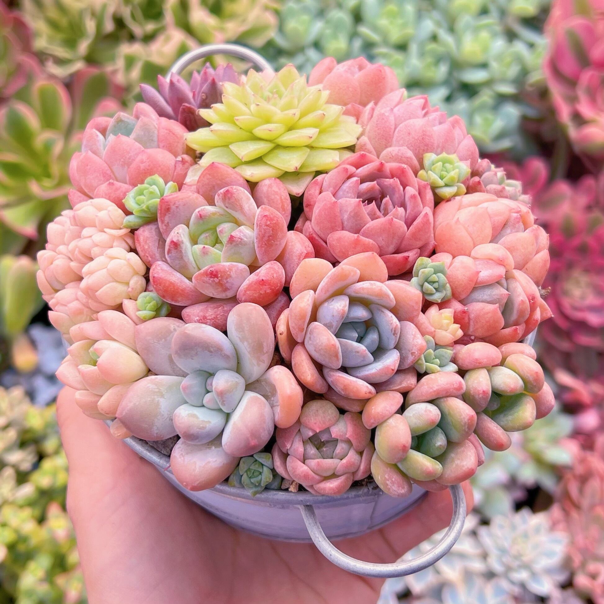 現物　 寄せ植えセット#754　るる農園