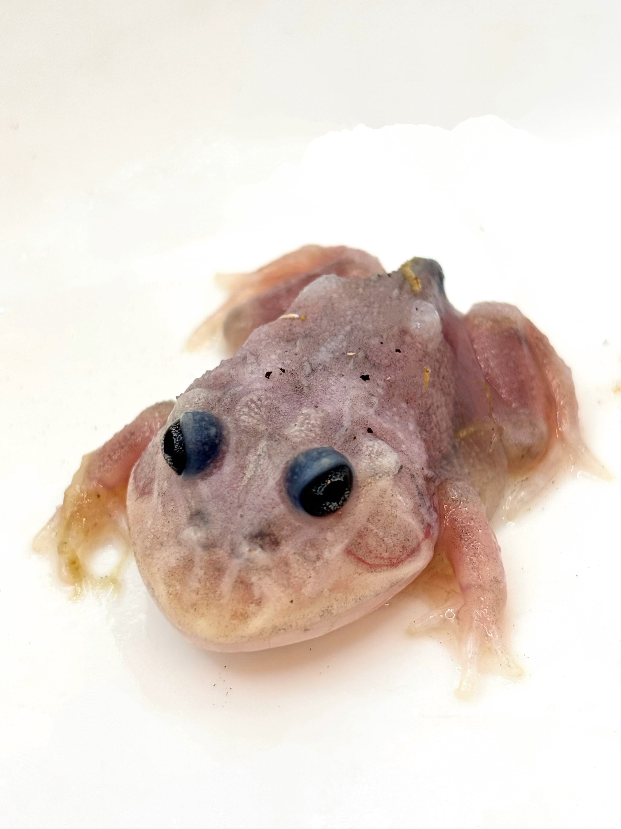 オキナワシリケンイモリ CBベビー 1匹 | まるころ商店〜まるくて