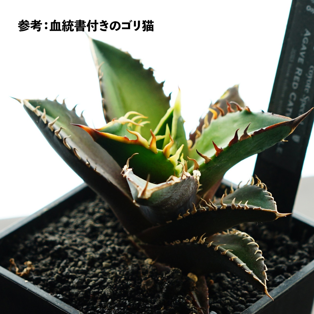 抜き苗 チタノタ レッドキャットウィーズル Agave titanota 'Red Catweazle'