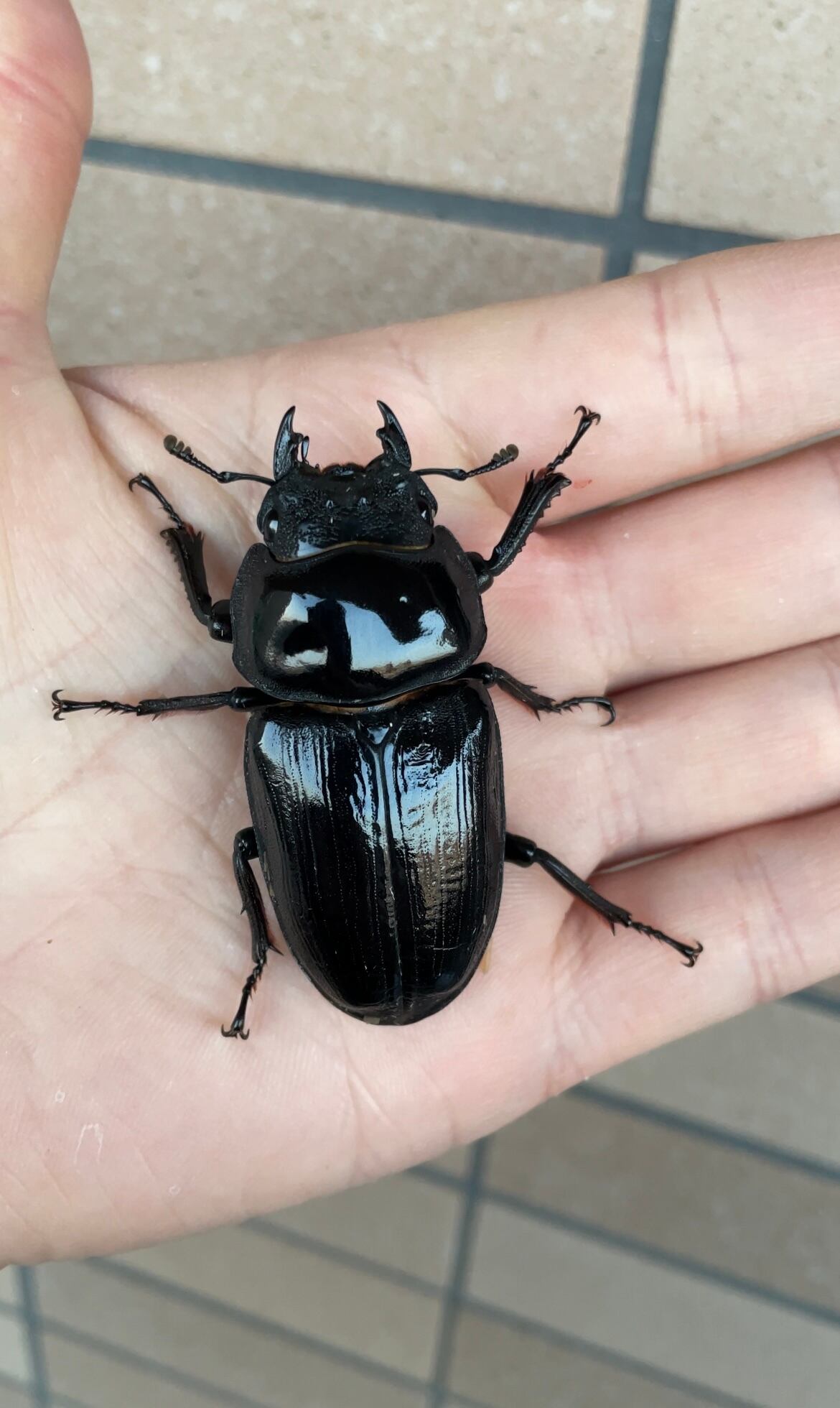 ショップ 能勢 SR 血統 オオクワガタ ♂82.5mm♀53mm 新成虫 ペア 