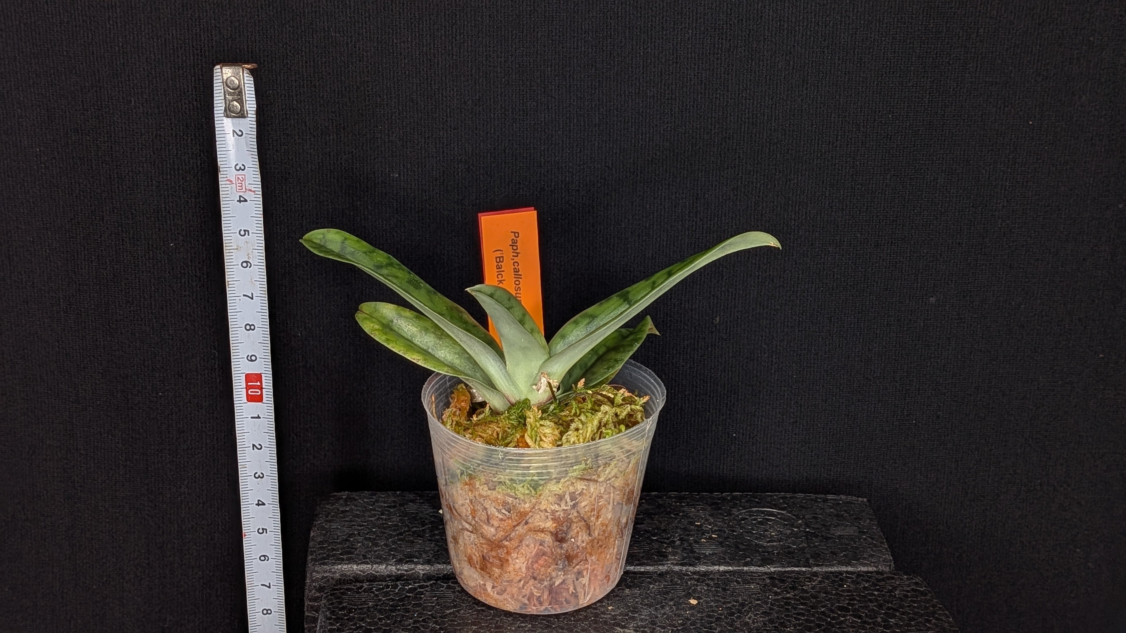 Paph callosum var. viniferum 'Black Pheonix' x self | ワカヤマ