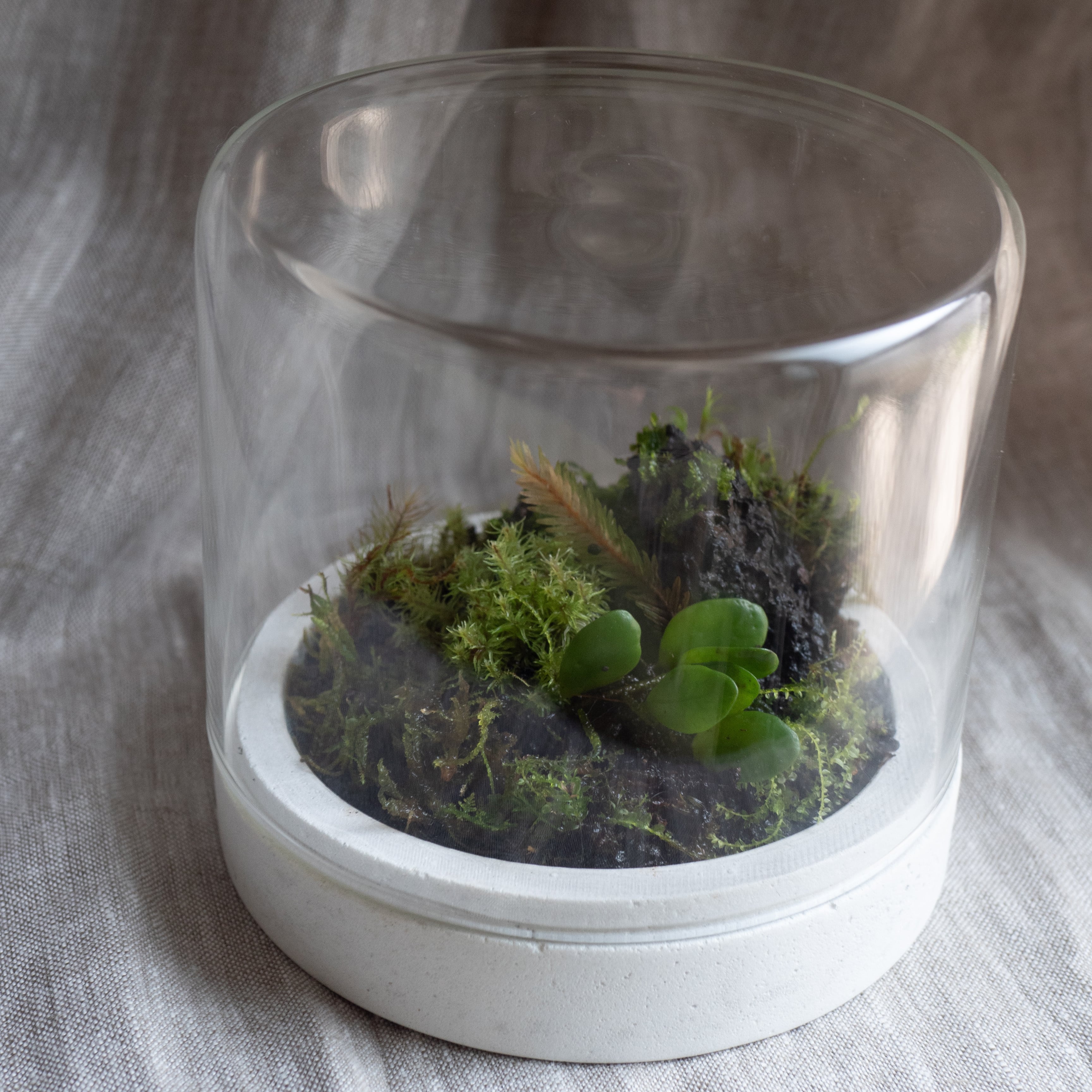 モルタル製苔テラリウム鉢 | dolmen