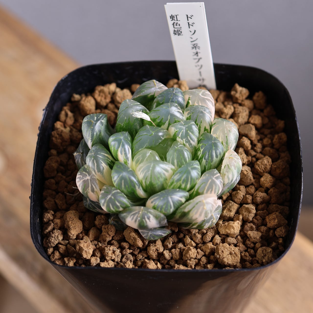 642『ハオルチア ドドソン系オブツーサ錦 虹色姫』観葉植物【送料無料