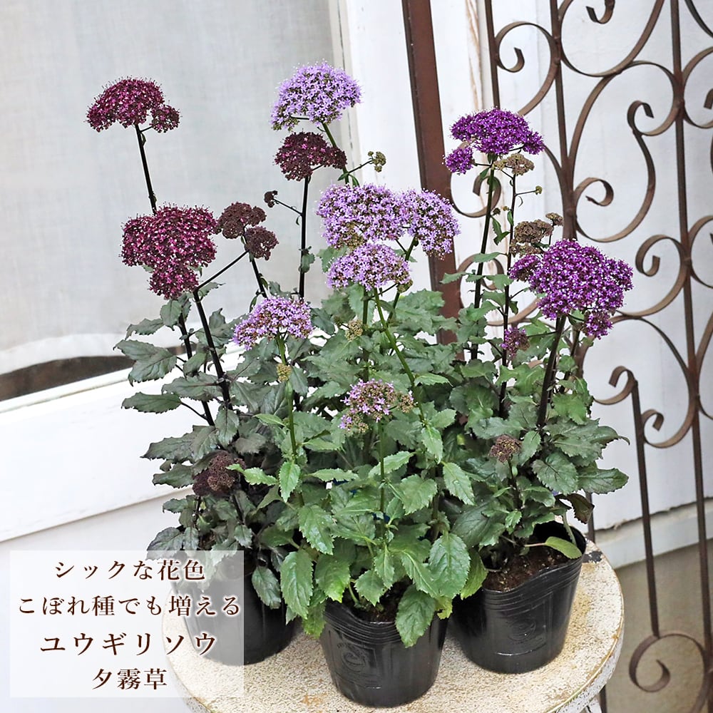 草花苗 コロニラ バレンティナ バリエガータ 2.5号 常緑低木 丈夫 黄色