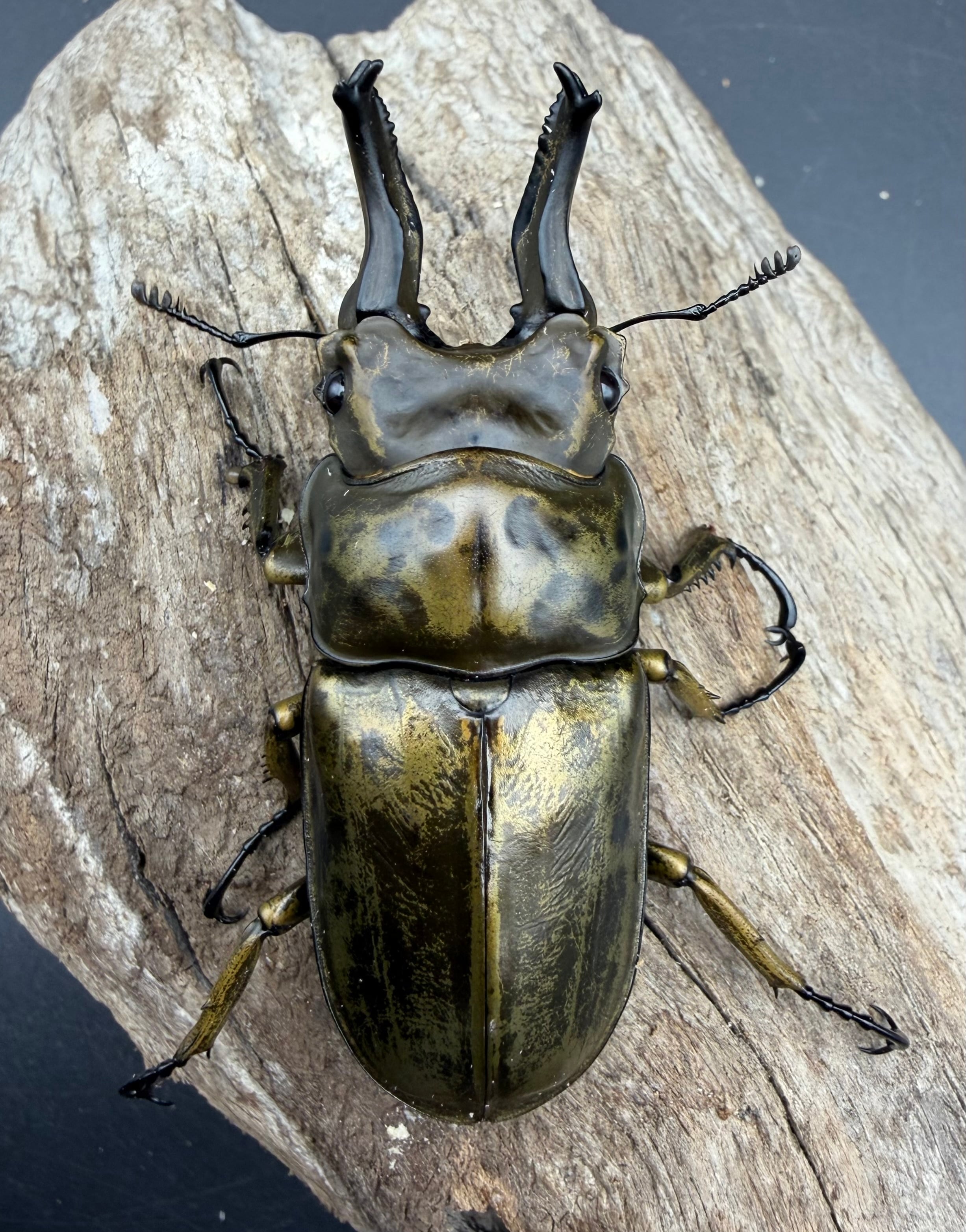 F0】《ローゼンベルグオウゴンオニクワガタ 68.5mm ペア》 | KPW公式