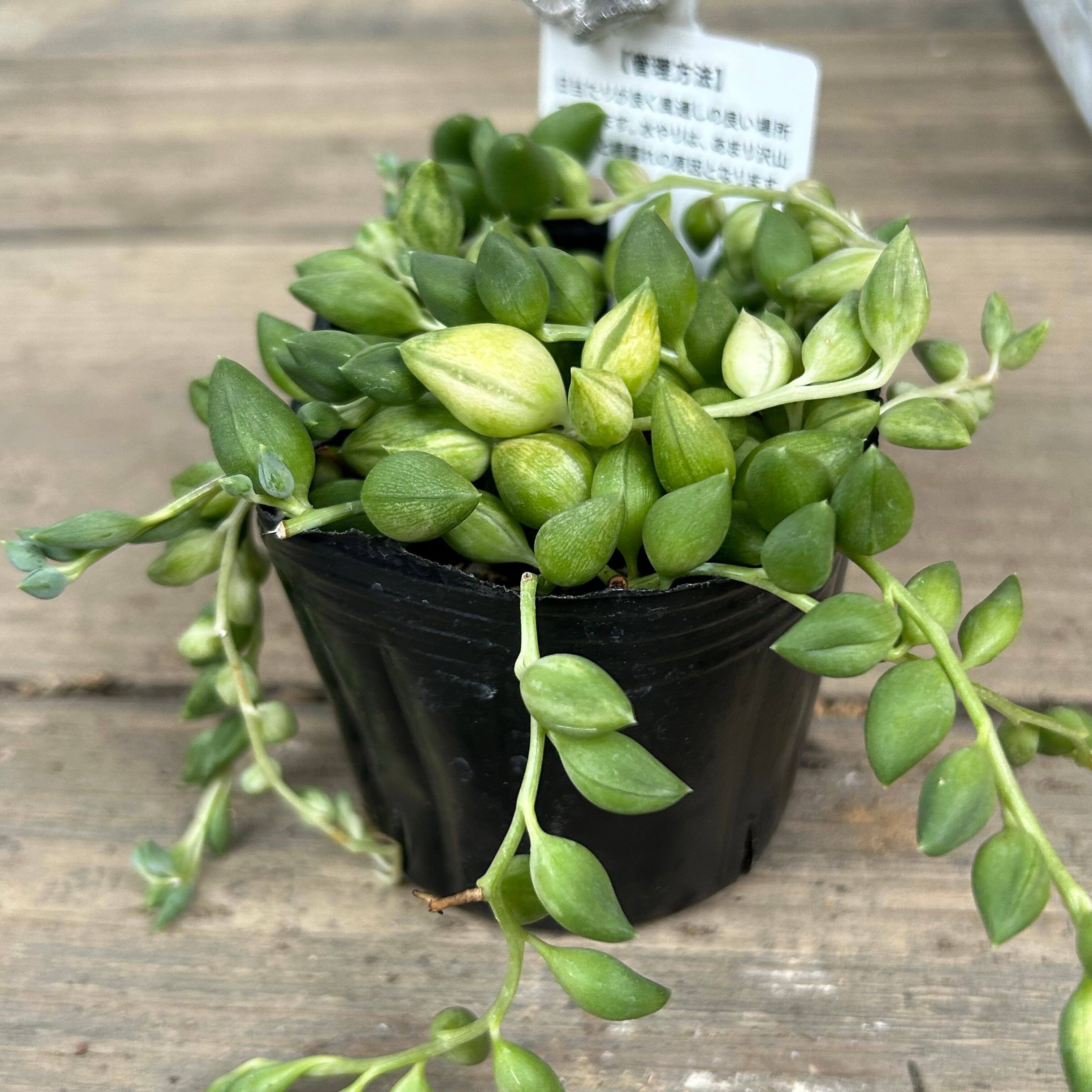 エンジェルティアーズ | RuPo 多肉植物専門店